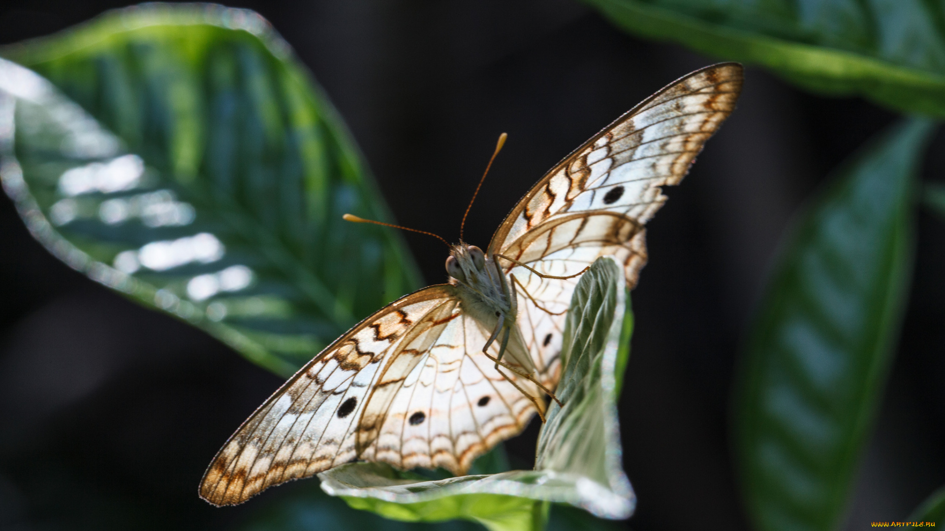 животные, бабочки, листья, насекомое, усики, крылья, фон, бабочка, макро, bob, decker
