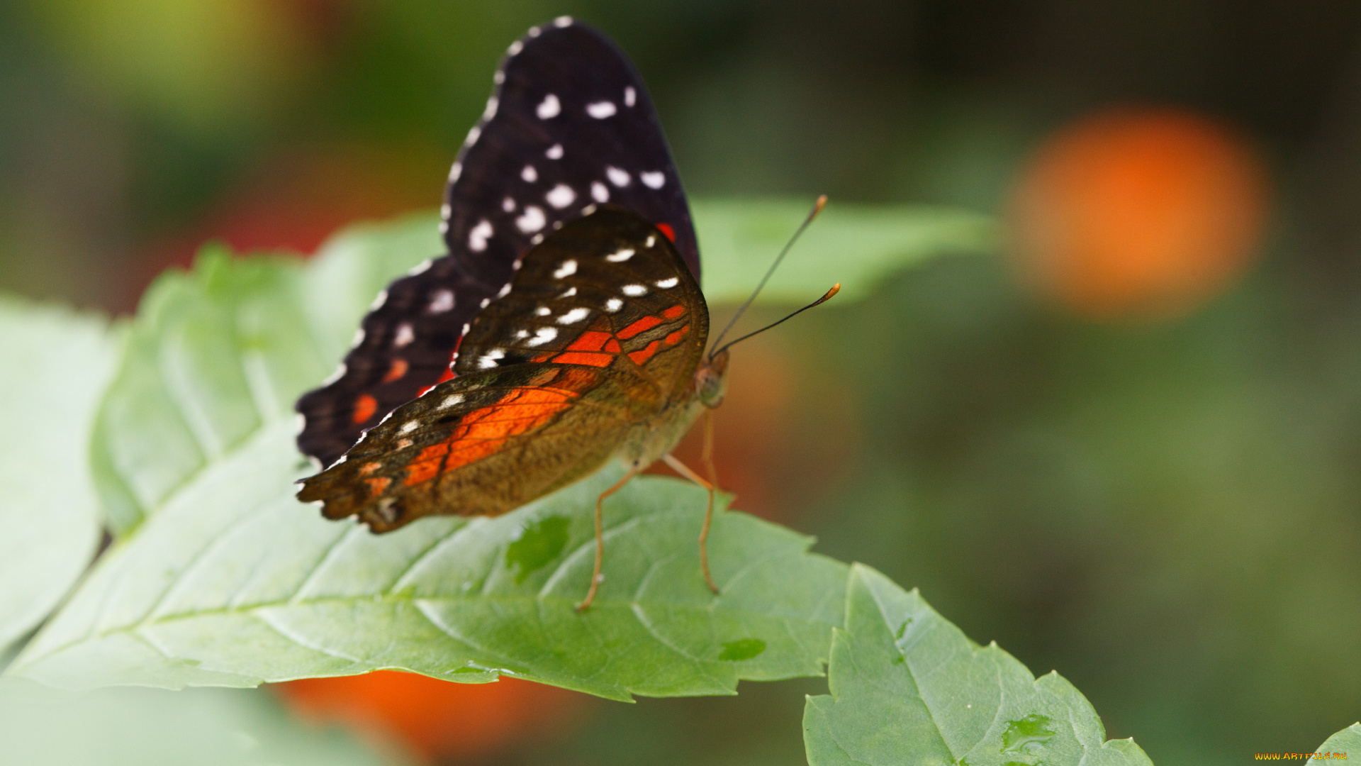 животные, бабочки, макро, бабочка, усики, крылья