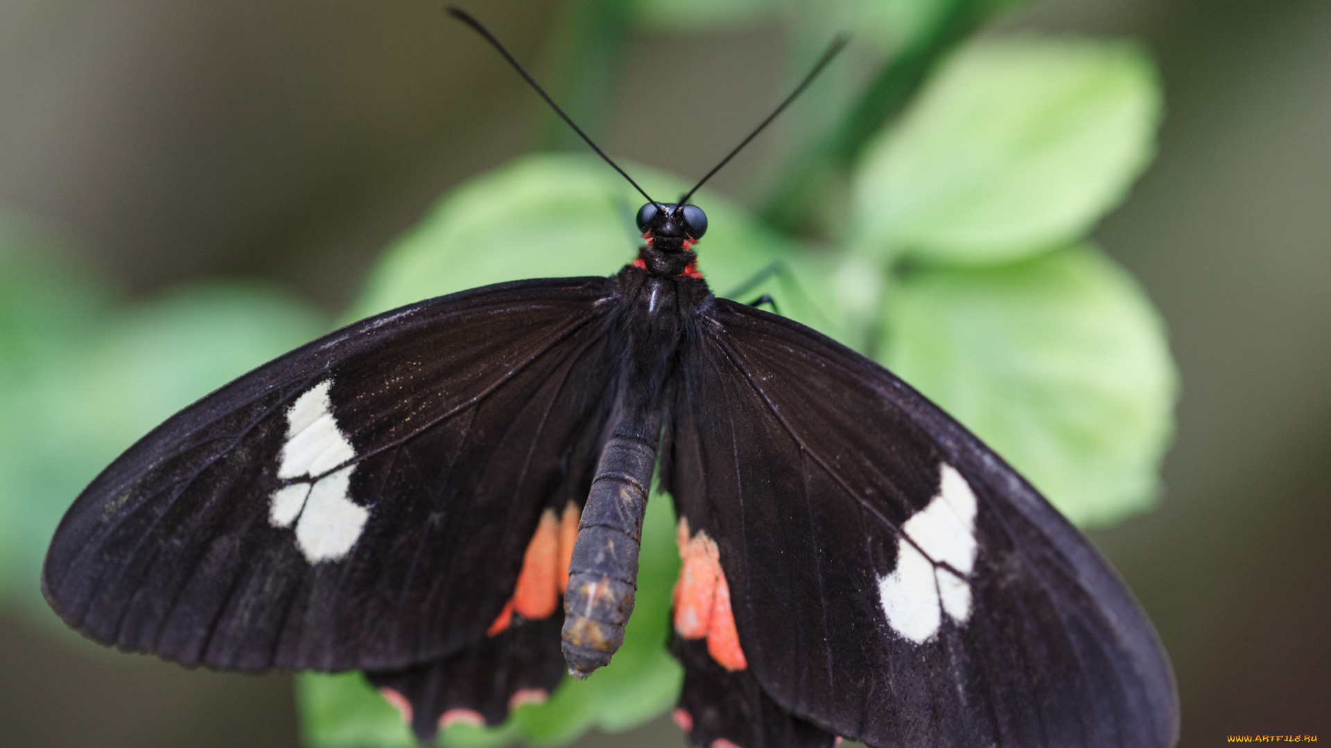 животные, бабочки, усики, крылья, бабочка, макро
