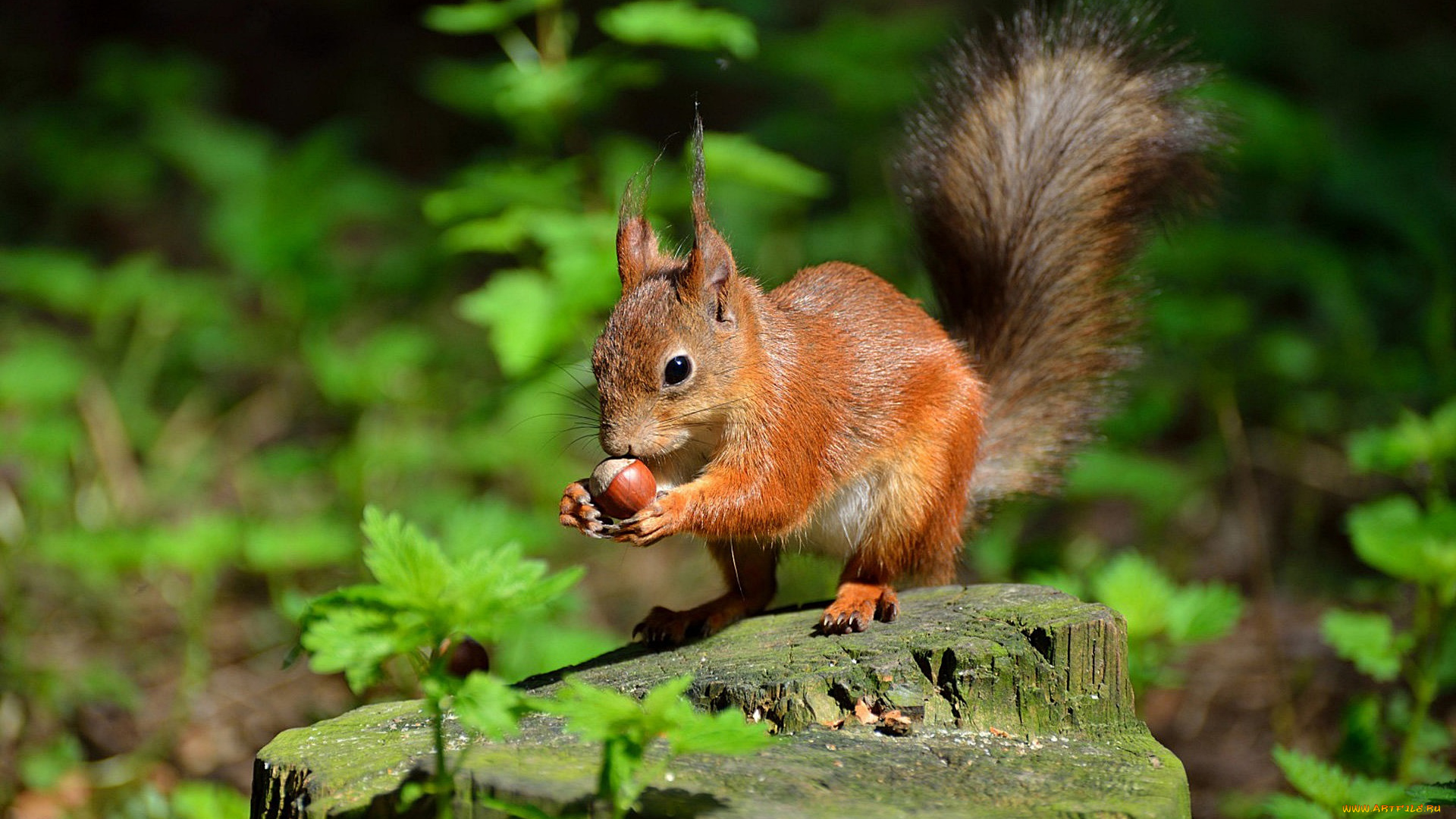 животные, белки, белочка, орех, пень