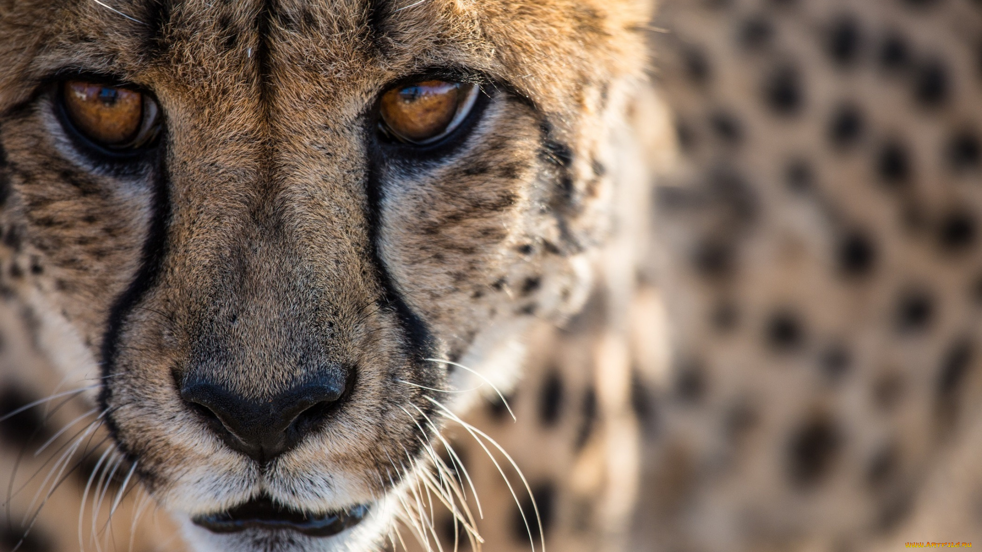 животные, гепарды, кошка, морда, портрет