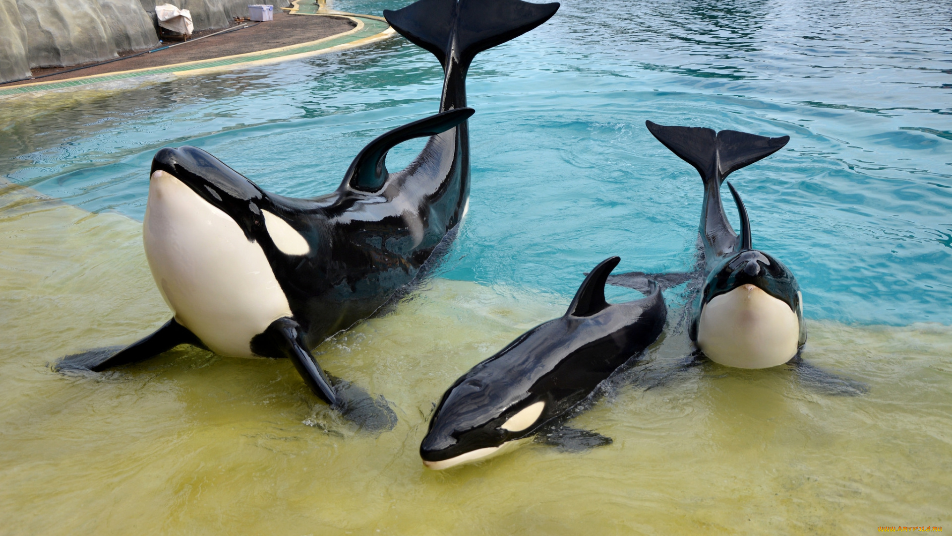 животные, киты, , кашалоты, шоу, косатки, океанариум