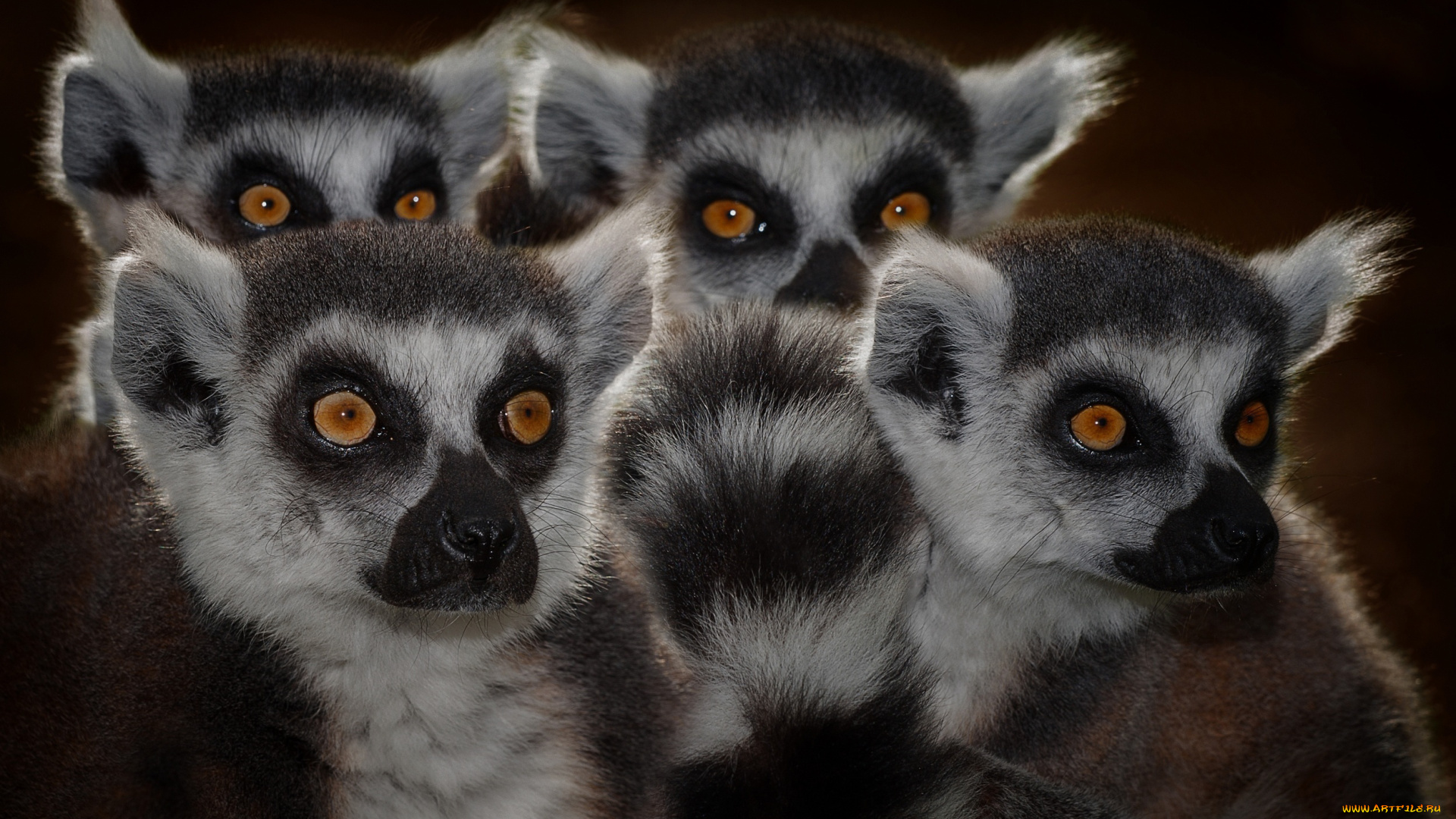 животные, лемуры, мордочки, глаза