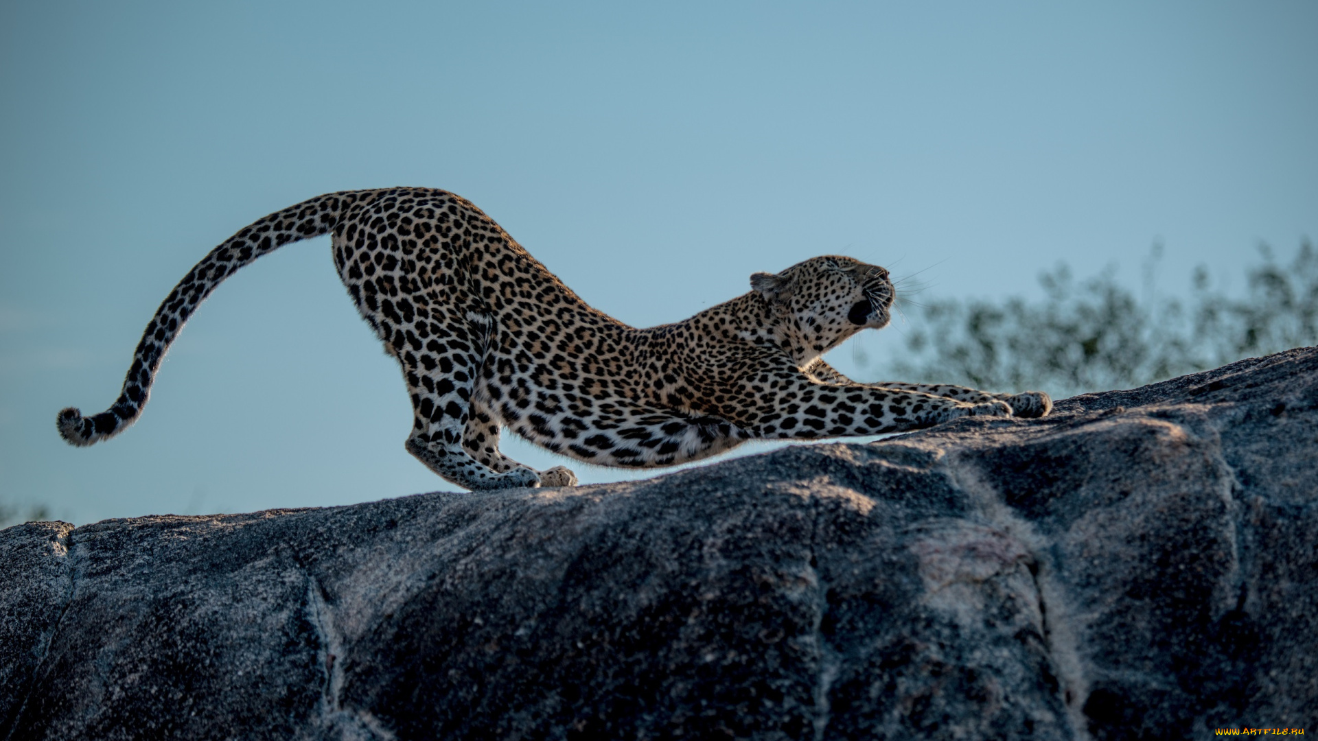 животные, леопарды, кошка, пятна, поза, потягивается, разминка, лапы, профиль, камень