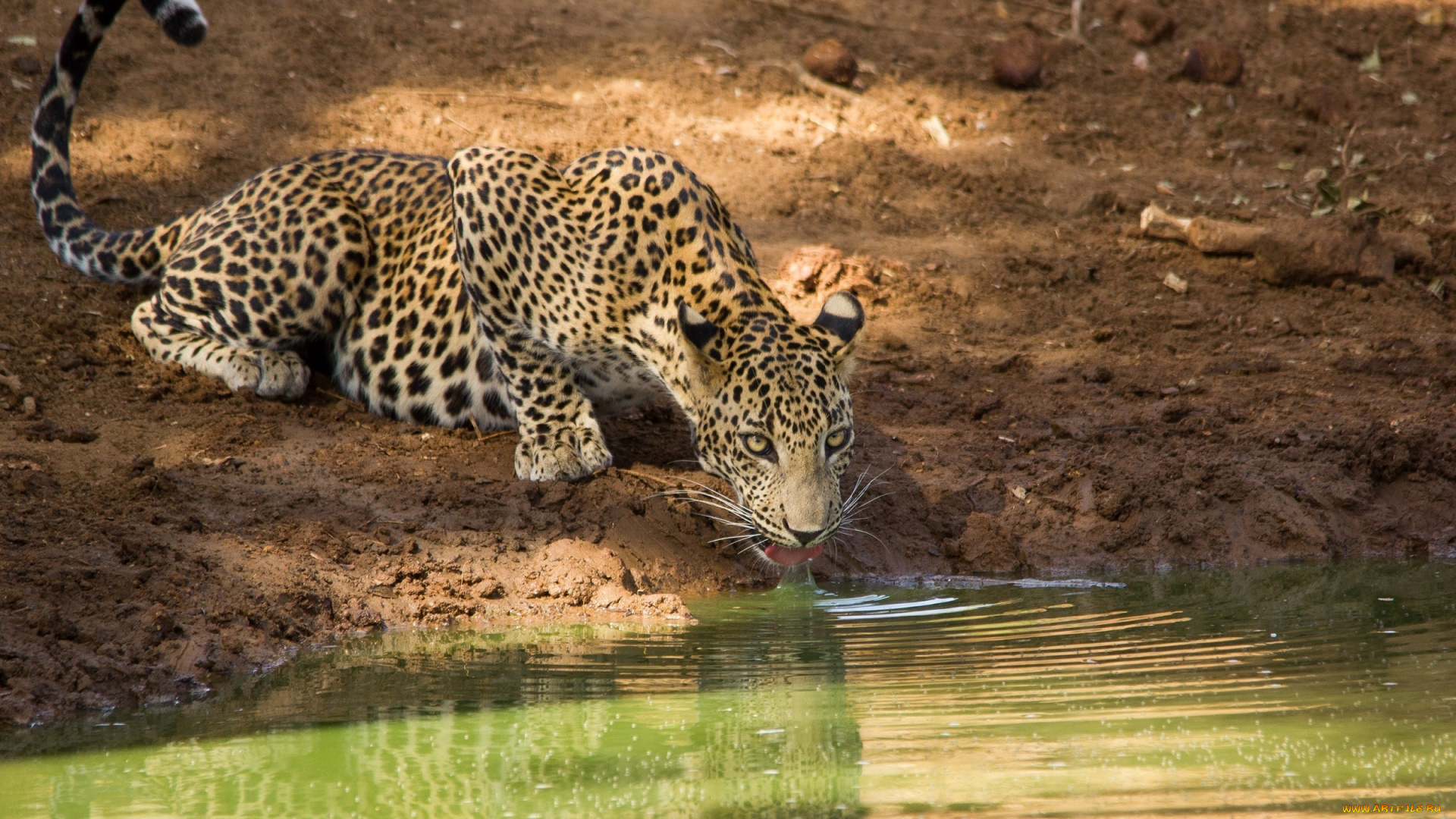 животные, леопарды, кошка, вода, водопой, язык, пятна, берег, морда