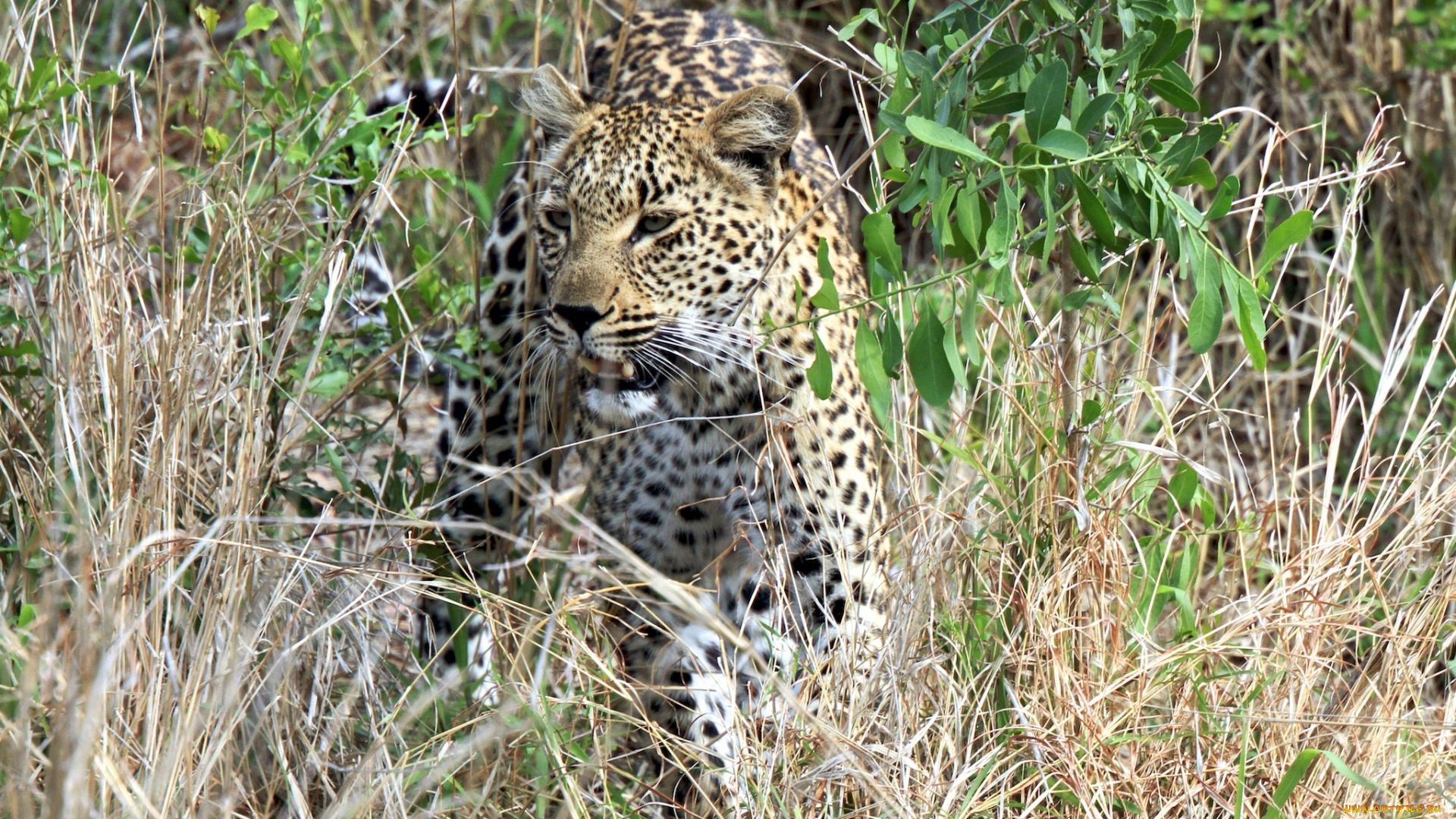 животные, леопарды, кустарник, заросли, морда, трава