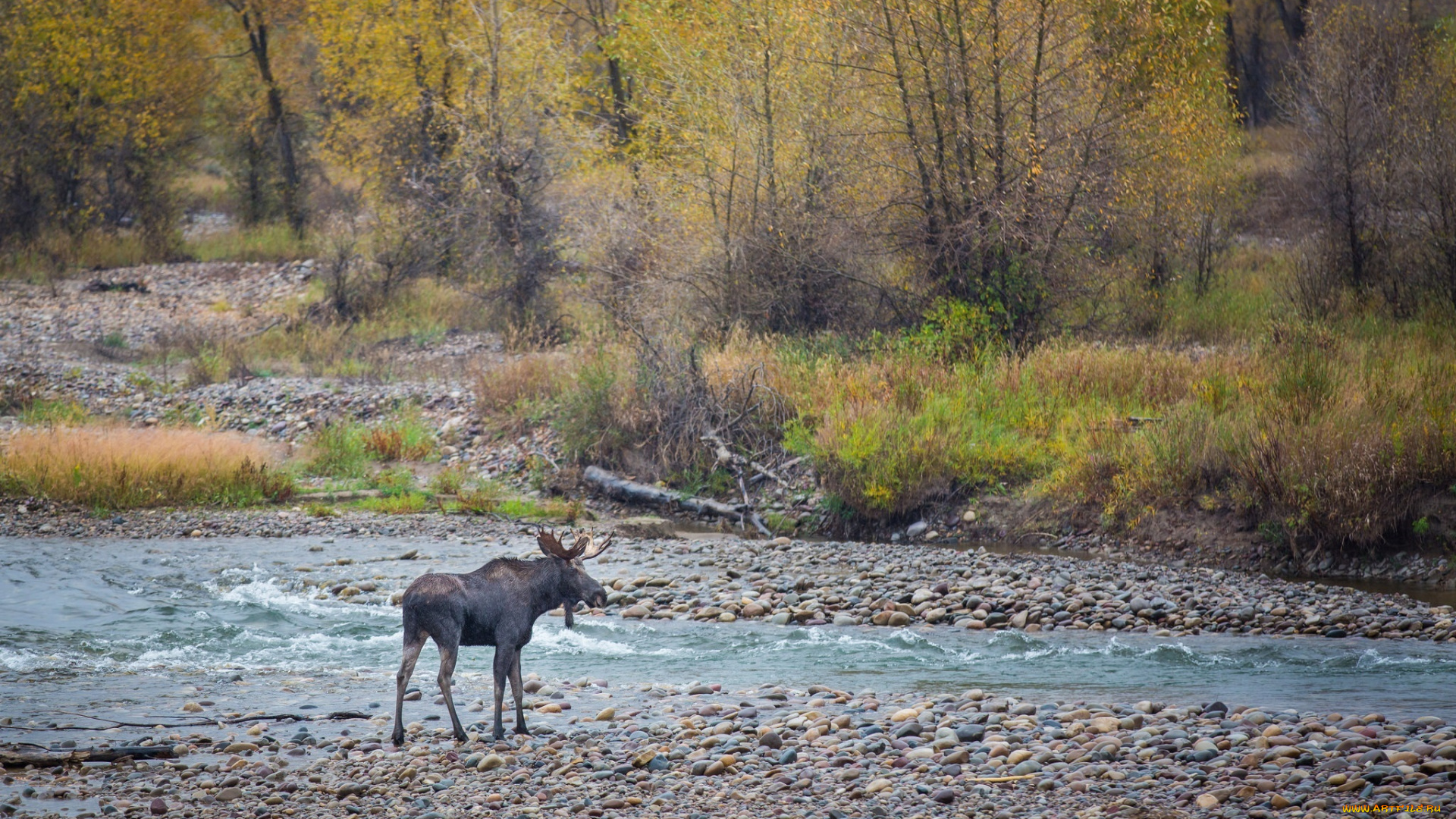 животные, лоси, река, берег, лес, осень