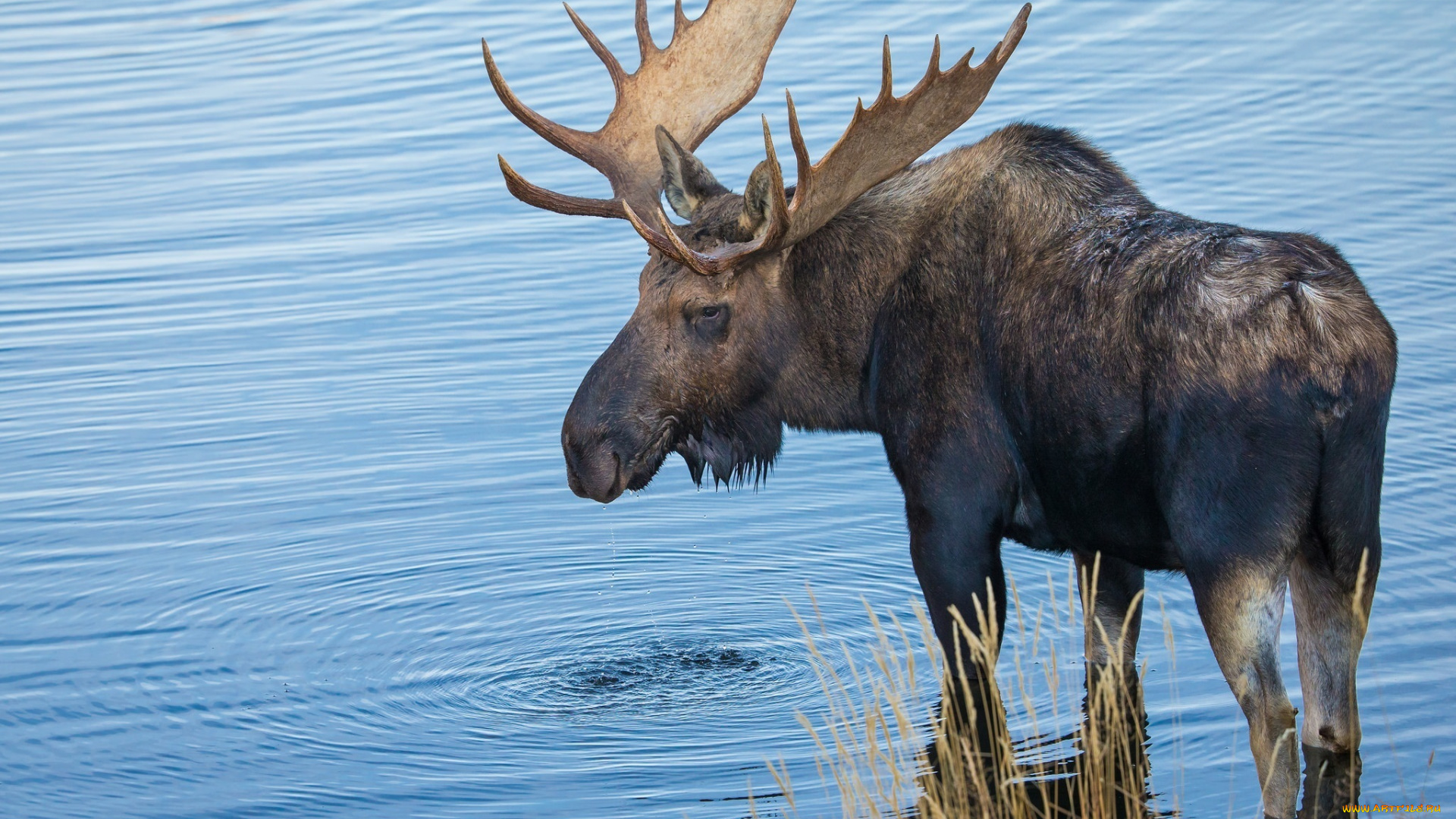 животные, лоси, рога, красавец, вода, рябь