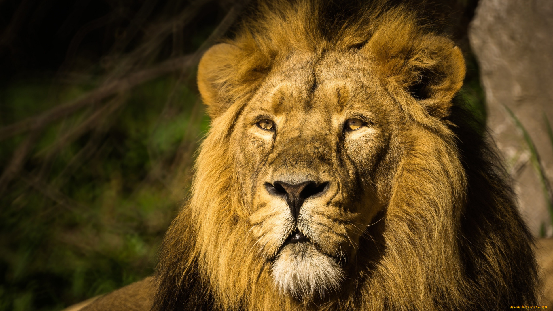 животные, львы, царь, морда, грива, портрет
