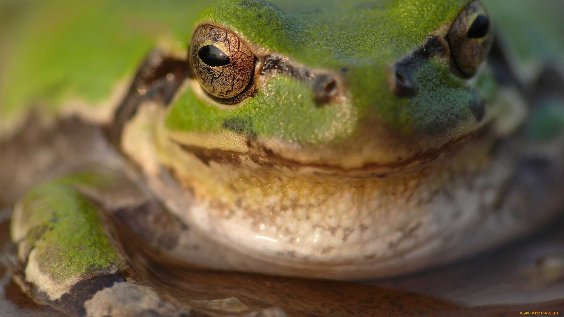 животные, лягушки, утро, фон, макро, глаза, лягушка