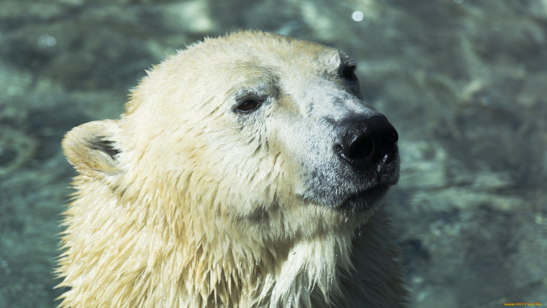 животные, медведи, белый, полярный, хищник, морда, купание