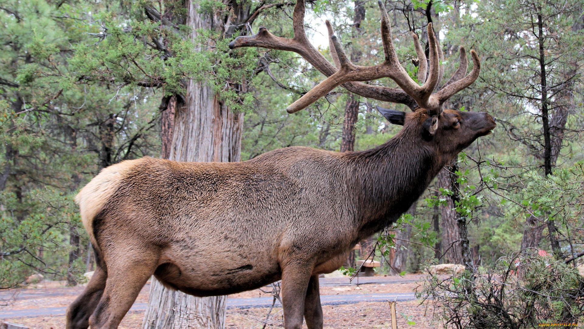 животные, олени, олень, поляна, лес, рога