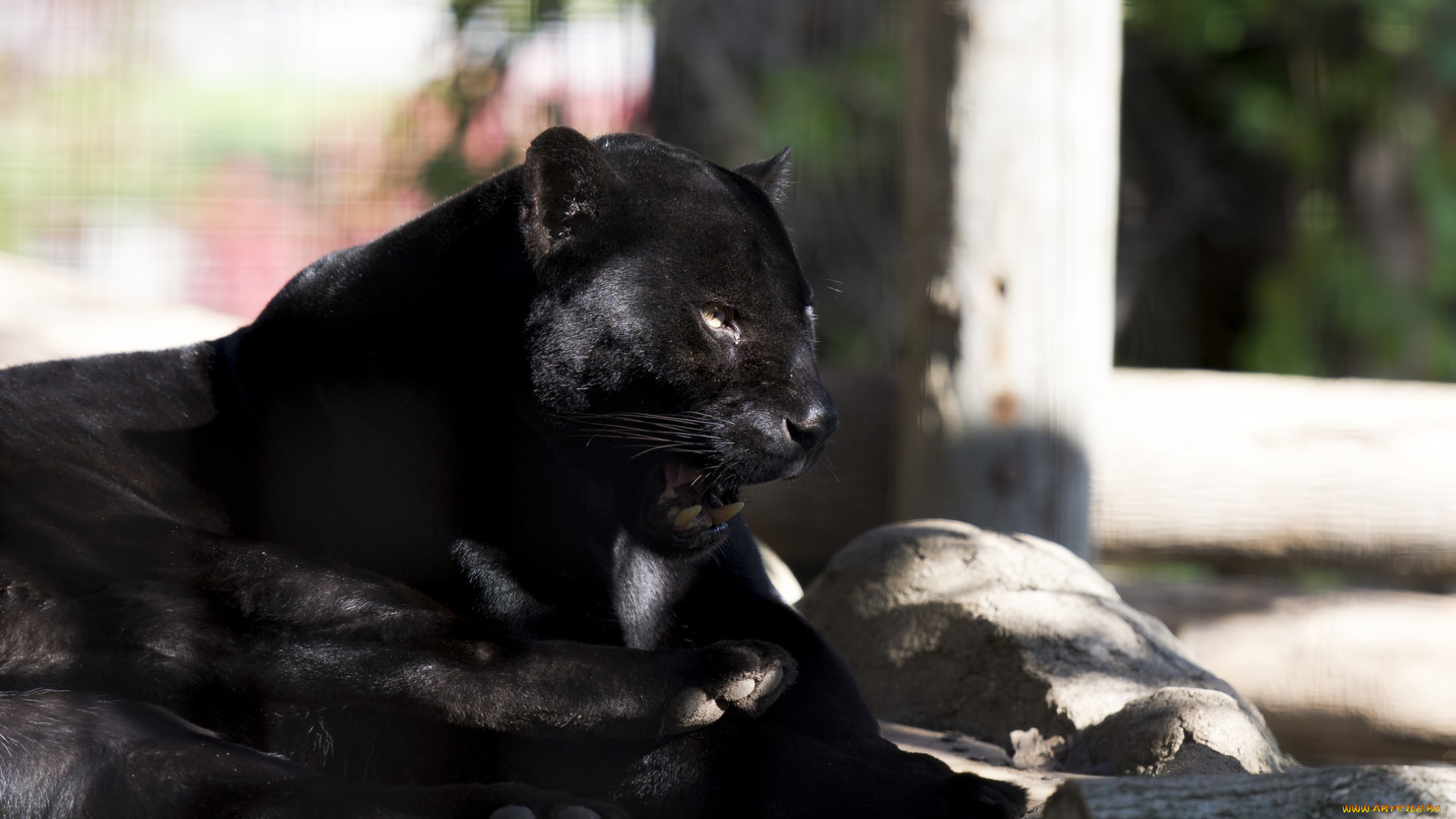 животные, пантеры, ягуар, черный, кошка, зоопарк