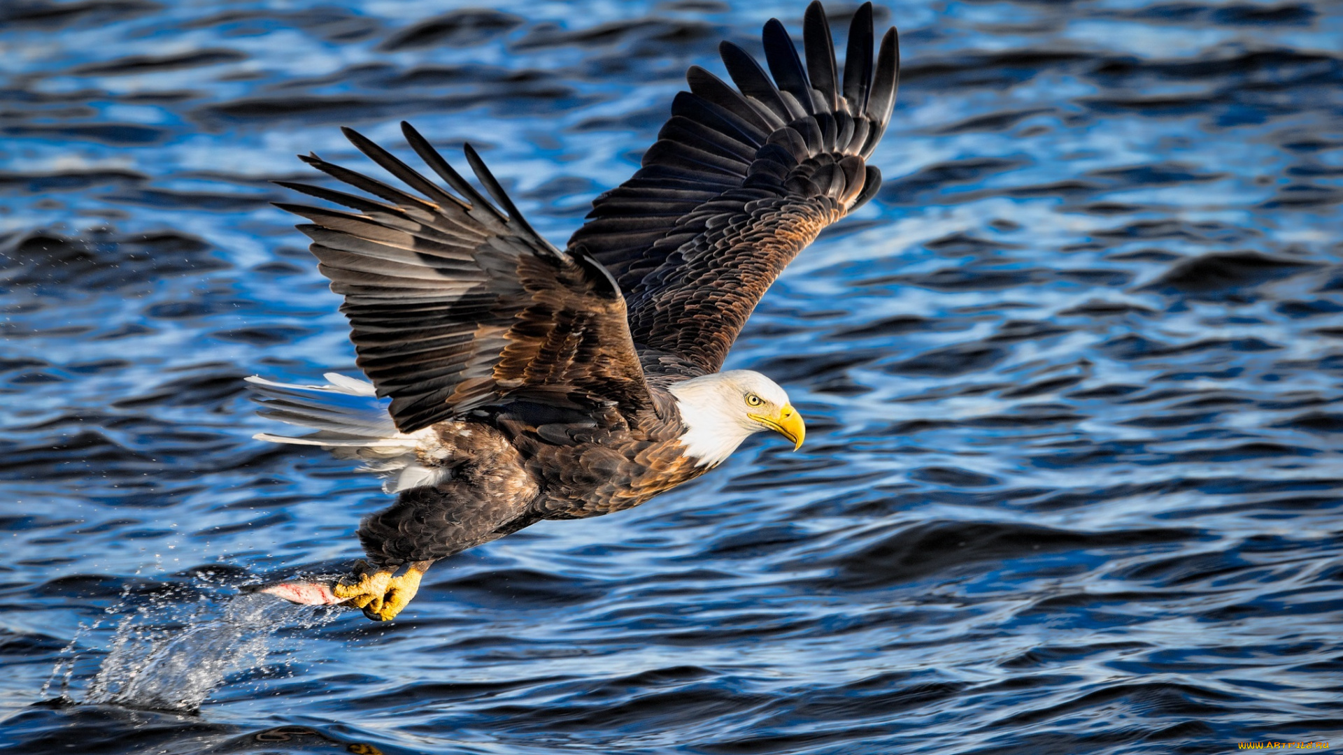 животные, птицы, -, хищники, полет, крылья, орлан, рыба, добыча, рыбалка, вода, брызги