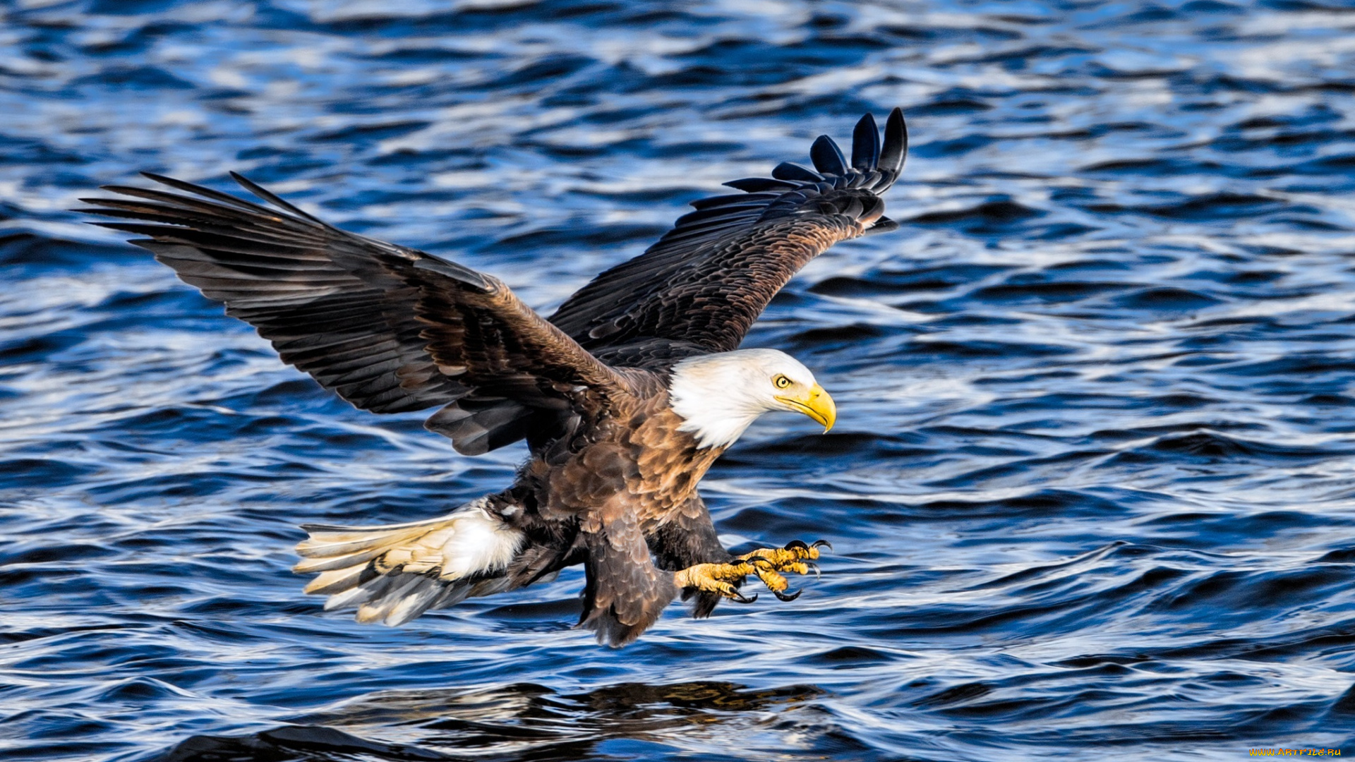 животные, птицы, -, хищники, полет, волны, вода, рыбалка, атака, крылья, орлан