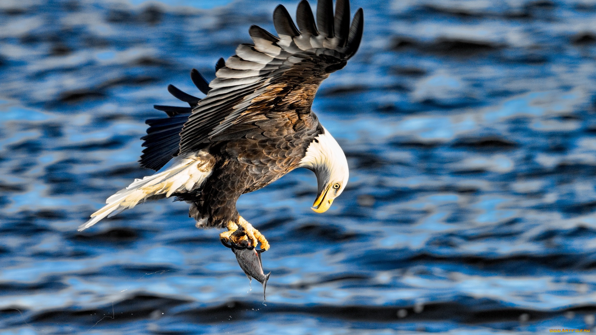 животные, птицы, -, хищники, рыба, полет, крылья, хищник, орлан, добыча