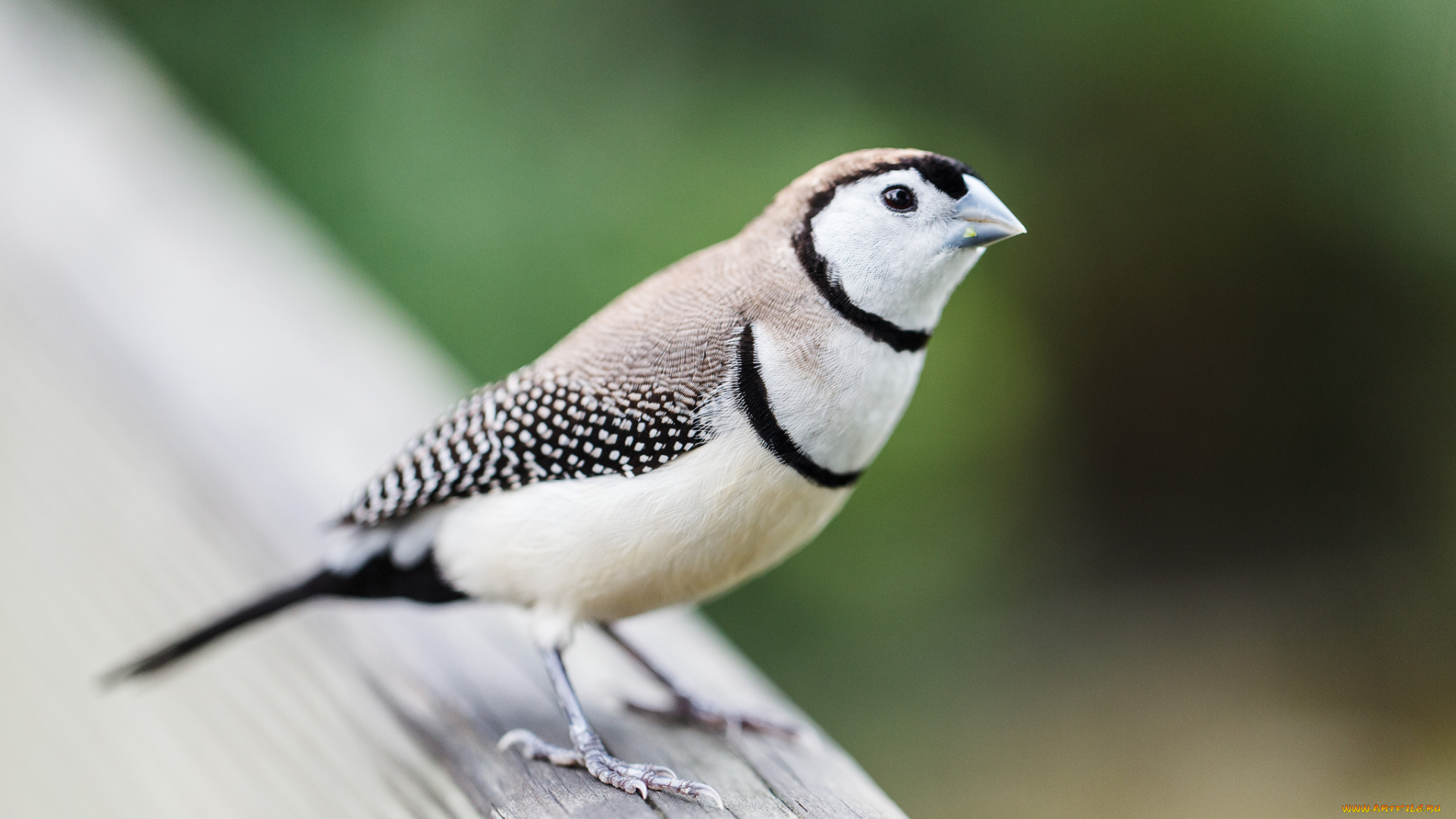 животные, птицы, птица, фон, взгляд