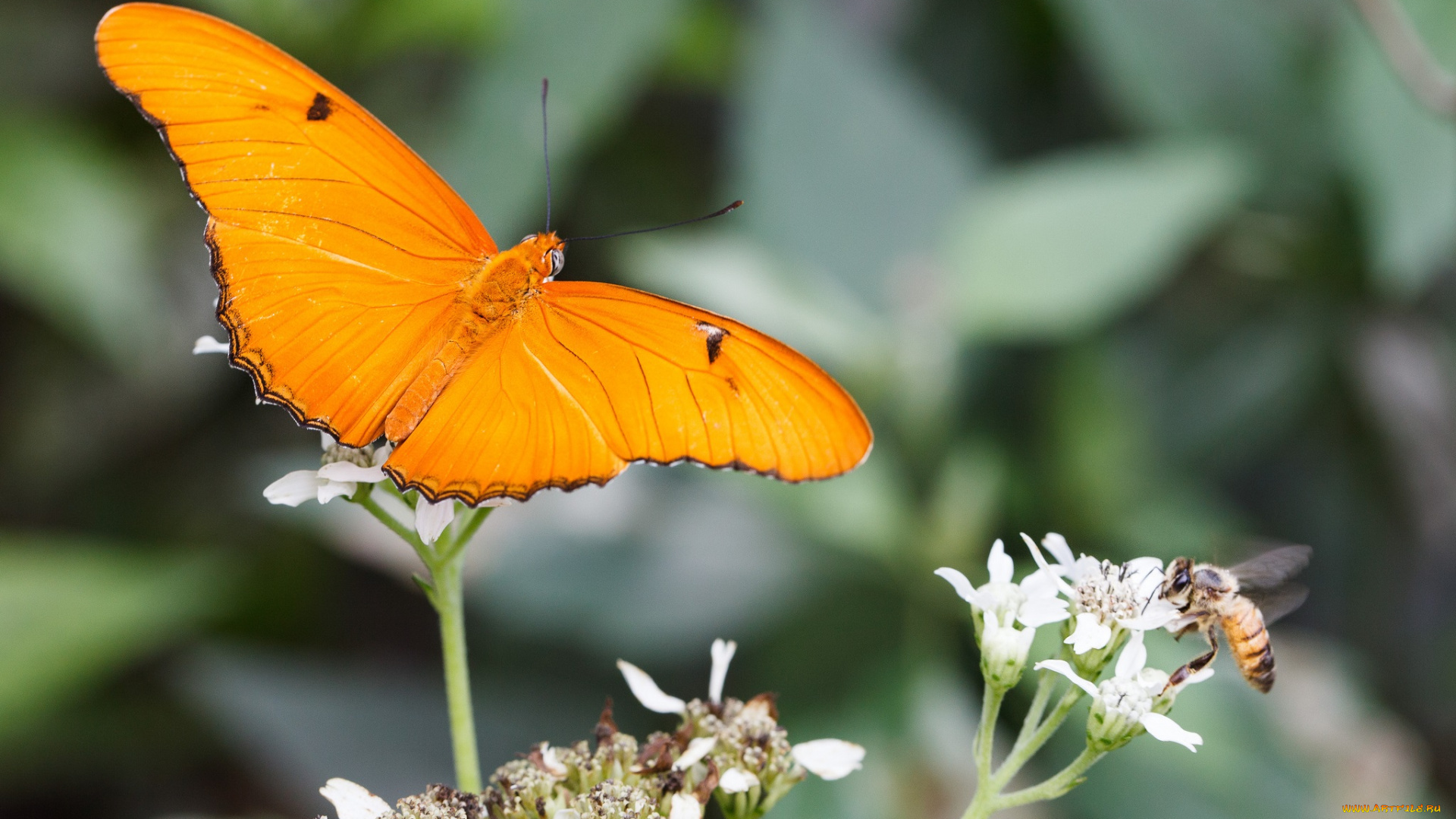 животные, разные, вместе, bob, decker, макро, бабочка, крылья, усики, насекомое, цветы, пчела