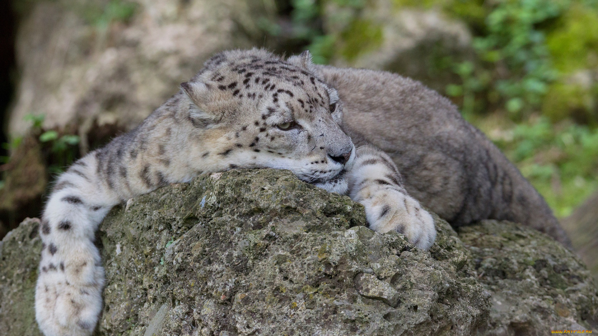 животные, снежный, барс, , ирбис, лежит, отдых, лапы, морда, кошка, камень