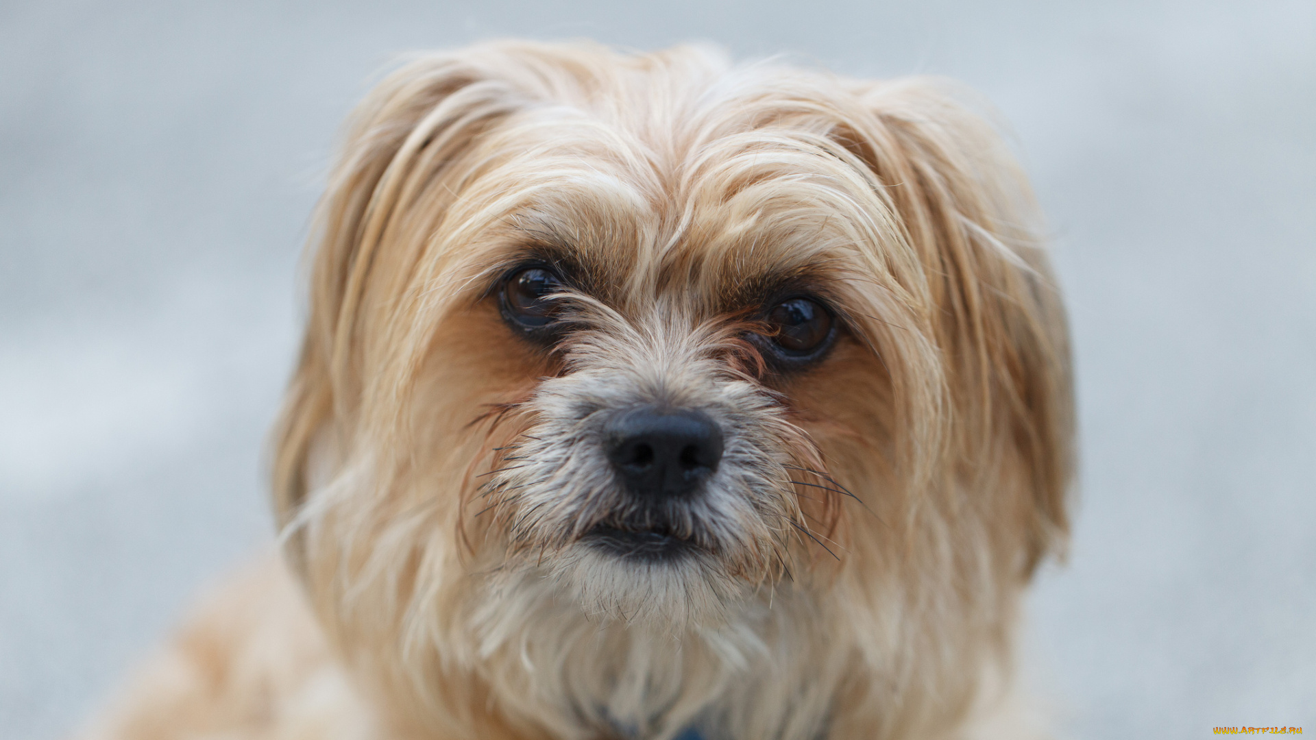 животные, собаки, взгляд, собака, портрет