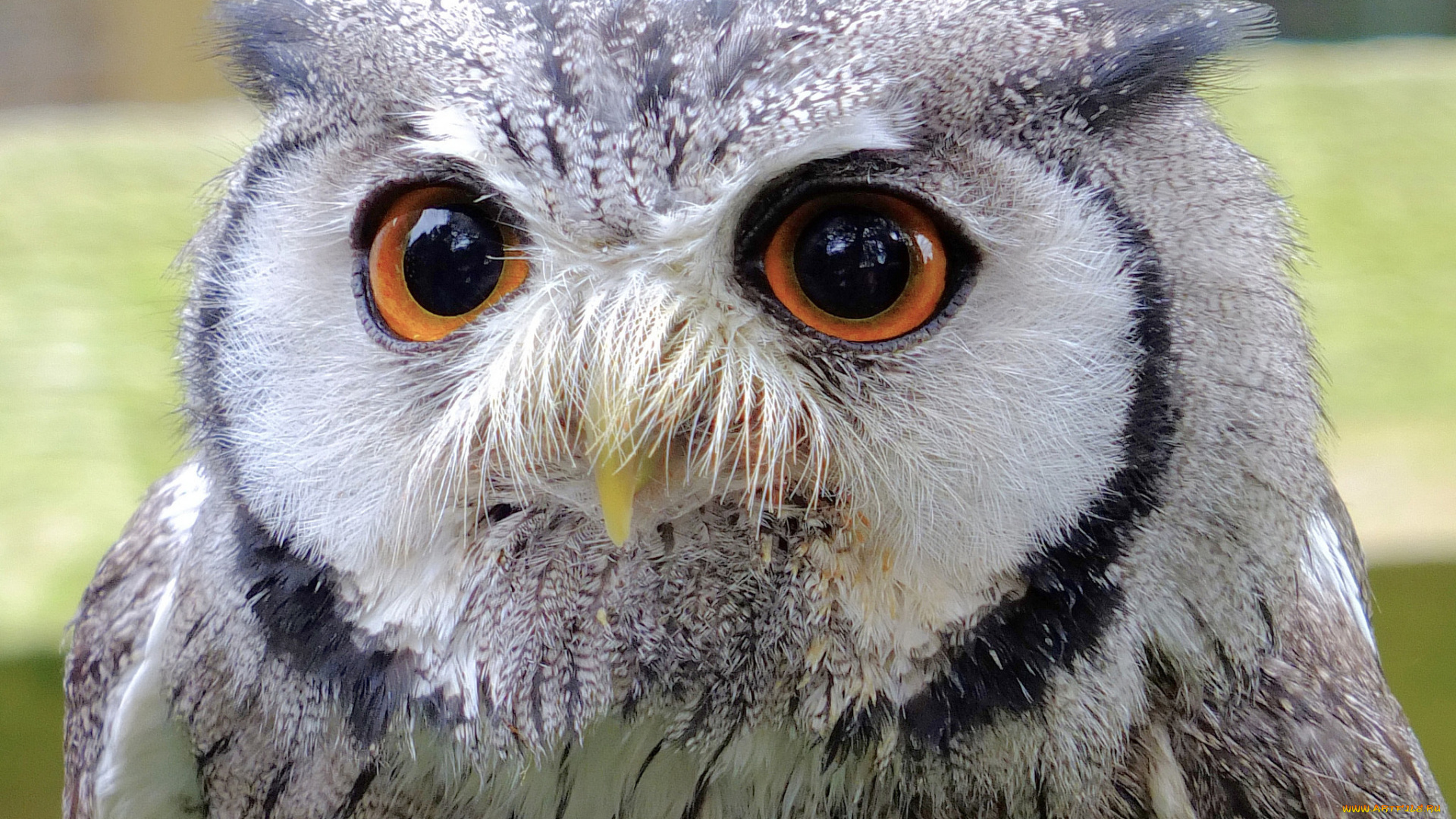 животные, совы, оперение, глаза, сова, голова