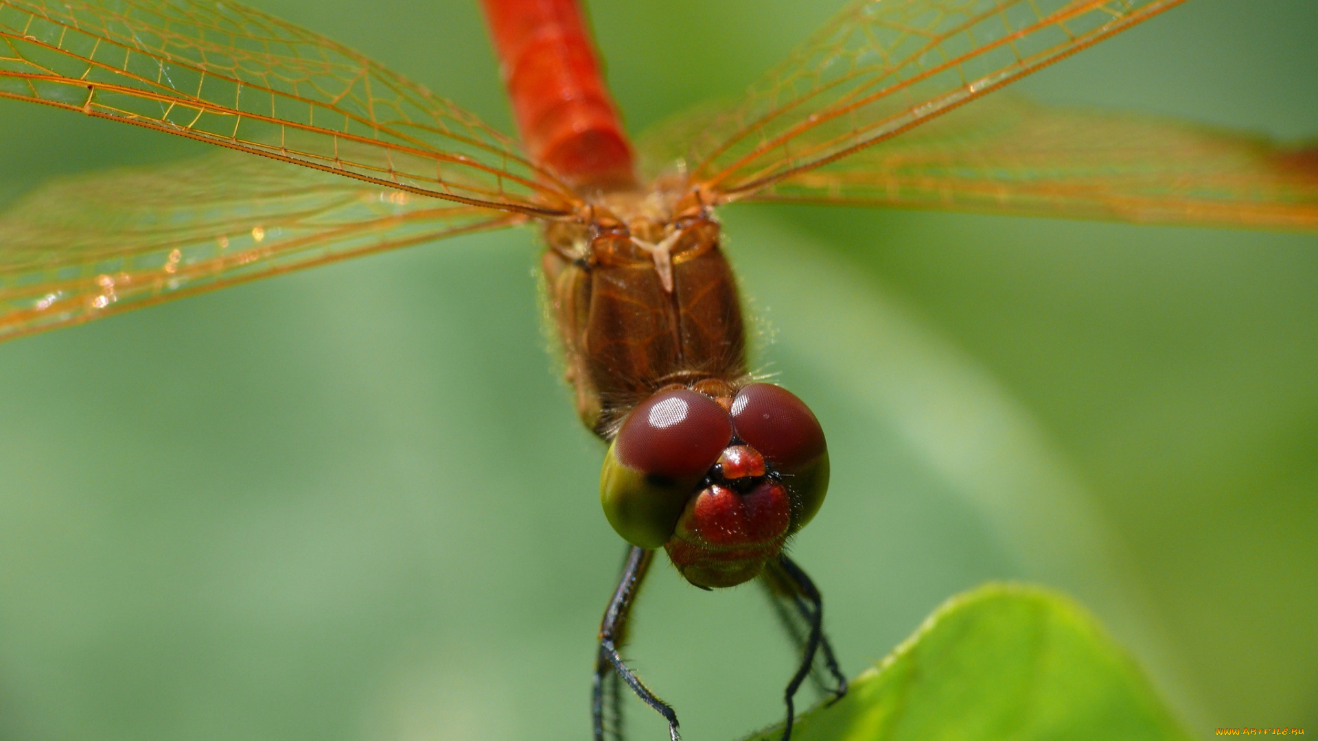 животные, стрекозы, макро, зелёный, фон, утро, насекомое, стрекоза, травинка