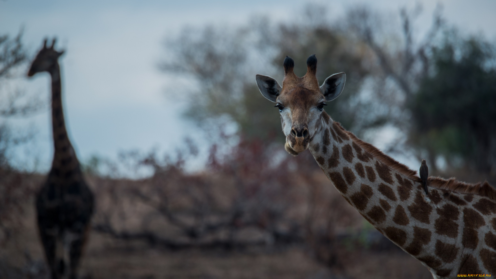 животные, жирафы, шея, морда, африка, саванна
