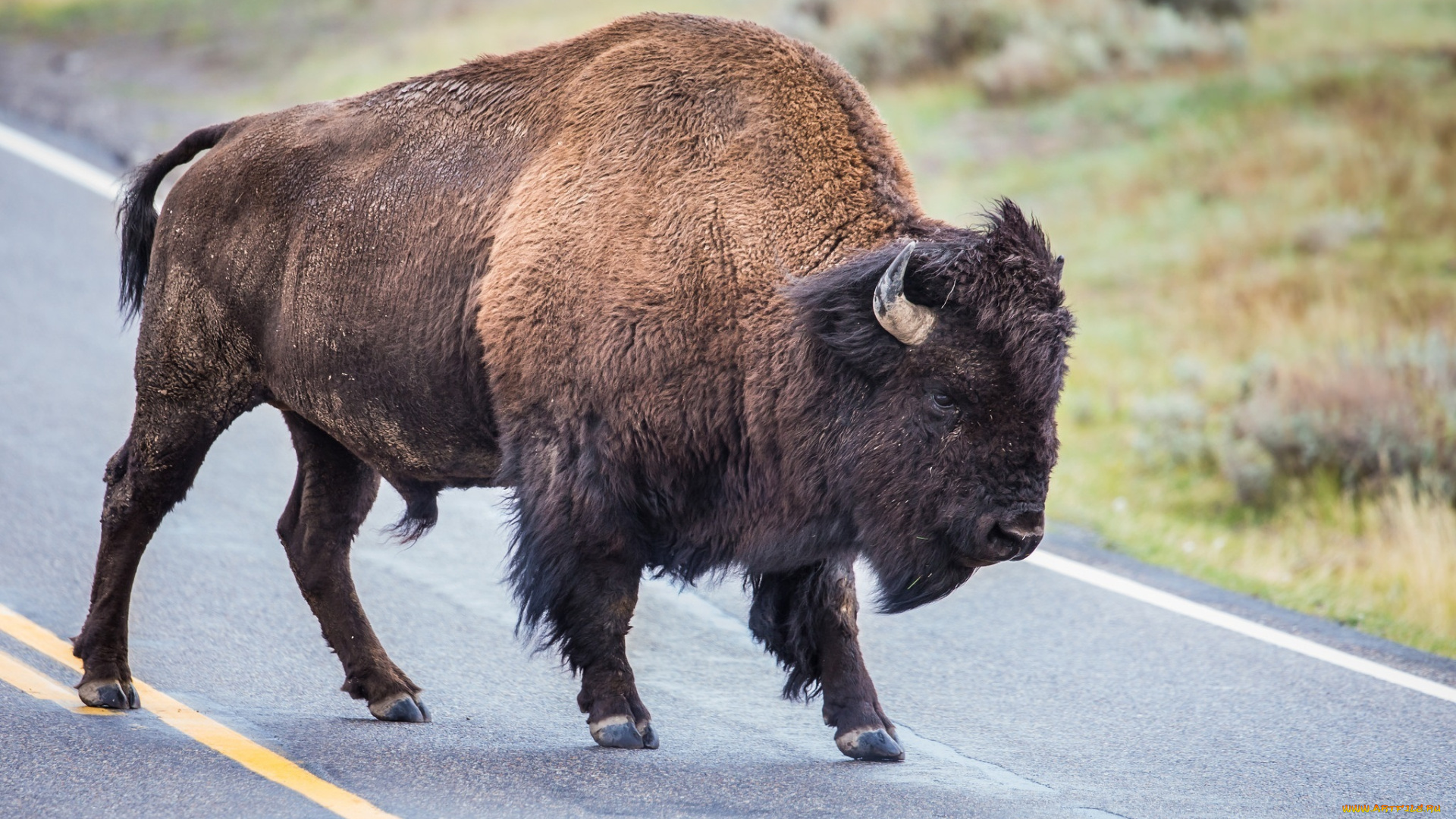 животные, зубры, , бизоны, бизон, дорога, рога, мощь