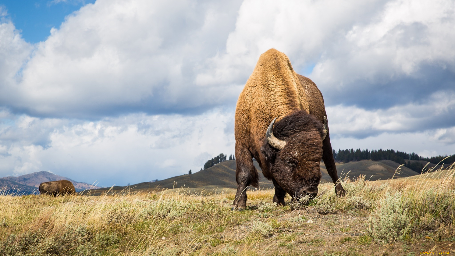 животные, зубры, , бизоны, бизон, рога, мощь, пастбище
