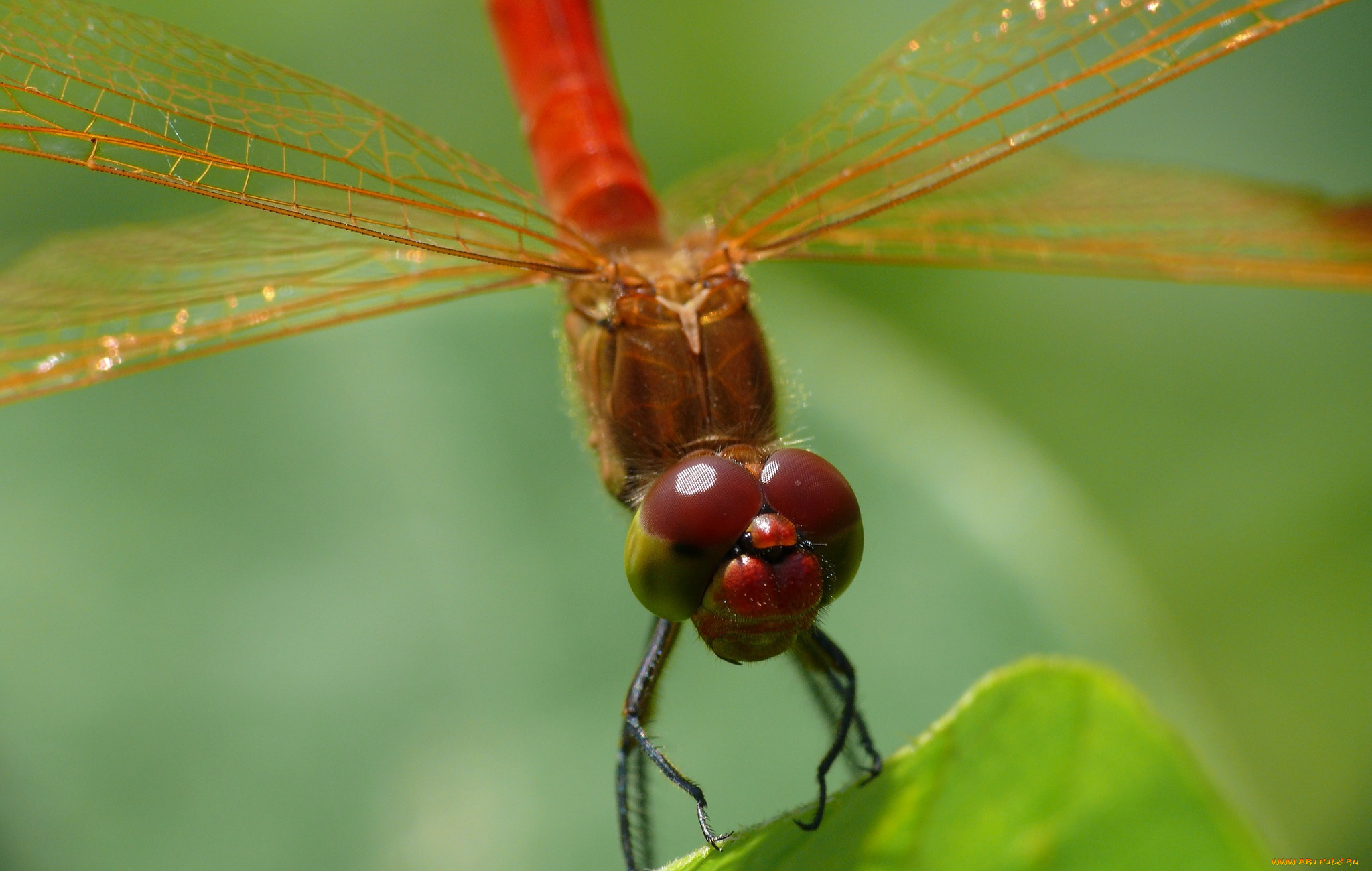 животные, стрекозы, макро, зелёный, фон, утро, насекомое, стрекоза, травинка