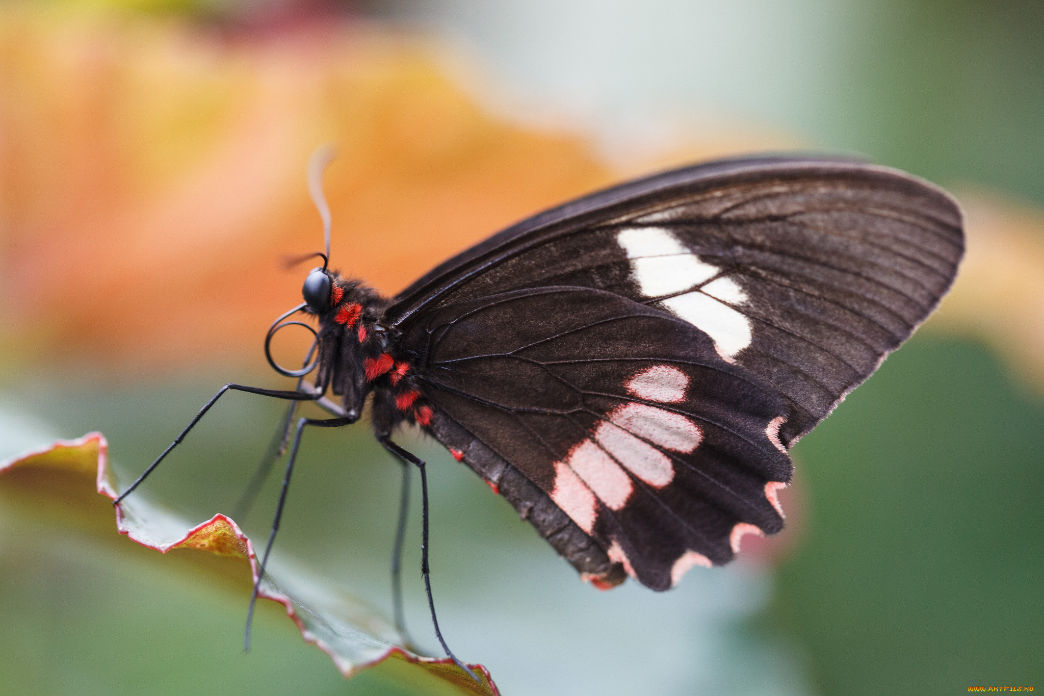 животные, бабочки, bob, decker, макро, бабочка, фон, крылья, усики, насекомое, листья