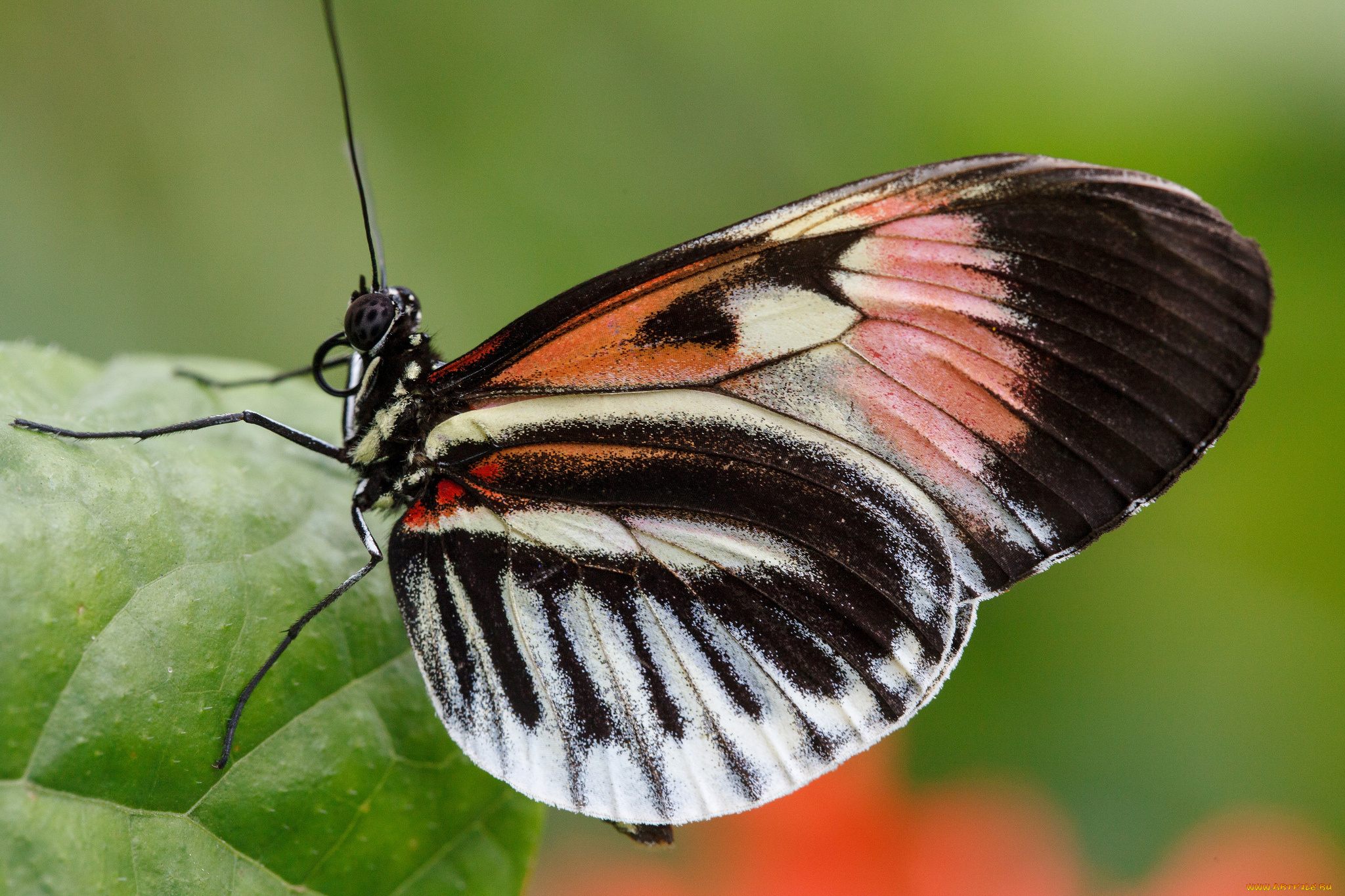 животные, бабочки, bob, decker, макро, бабочка, фон, крылья, усики, насекомое, листья