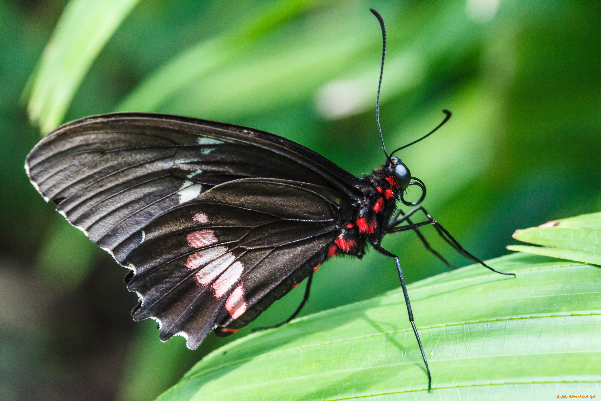 животные, бабочки, bob, decker, макро, бабочка, фон, крылья, усики, насекомое, листья