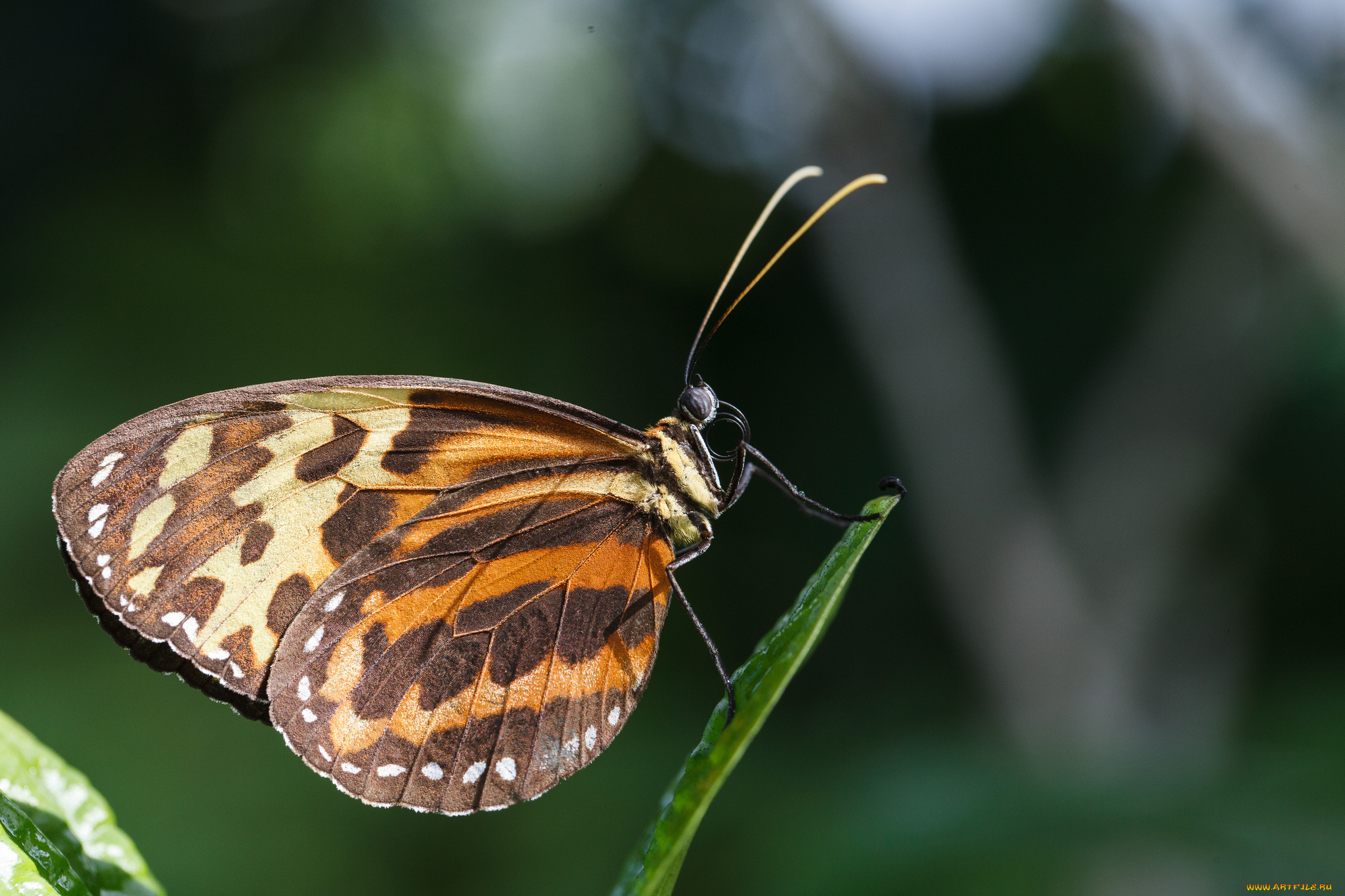 животные, бабочки, крылья, травинка, насекомое, бабочка, узор, фон, макро