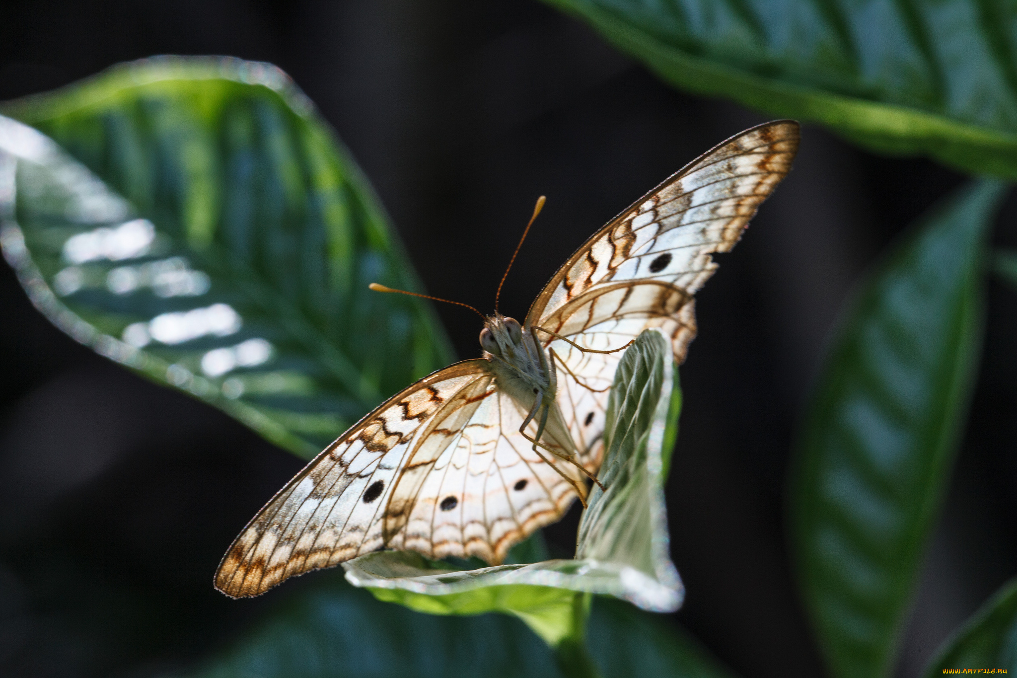 животные, бабочки, листья, насекомое, усики, крылья, фон, бабочка, макро, bob, decker
