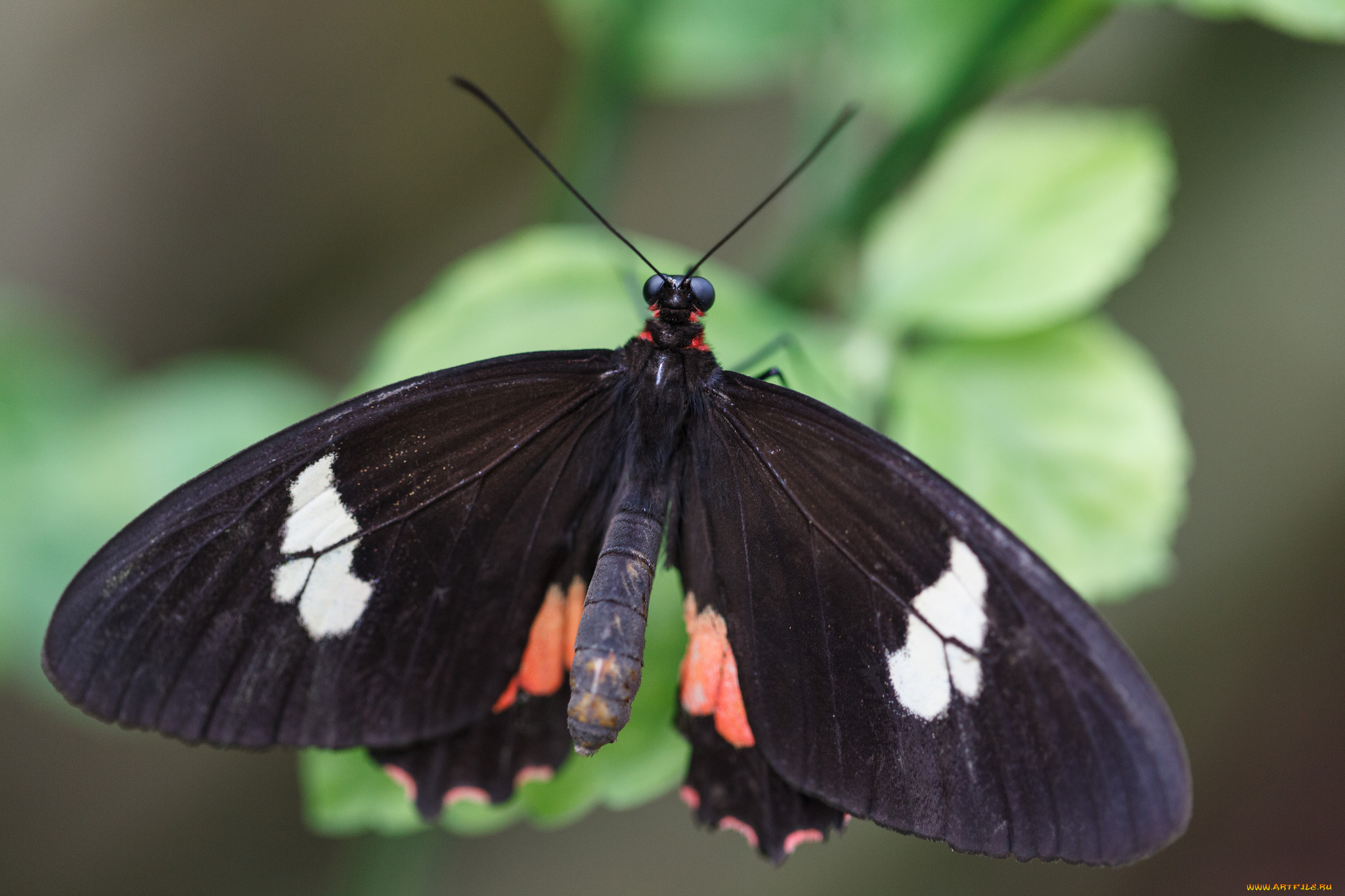 животные, бабочки, усики, крылья, бабочка, макро