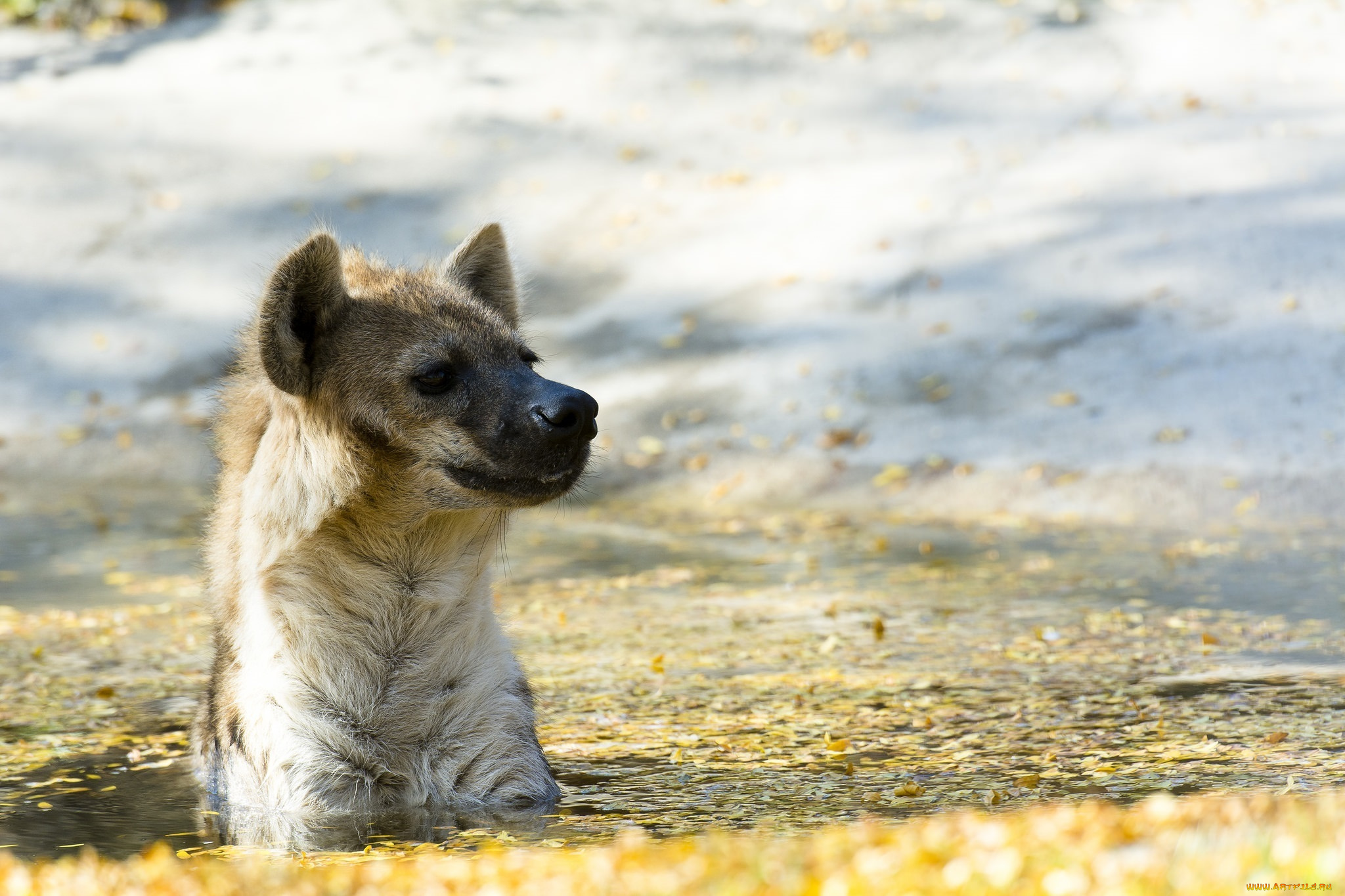 животные, гиены, , гиеновые, собаки, гиена, хищник, морда, водоем, купание, осень