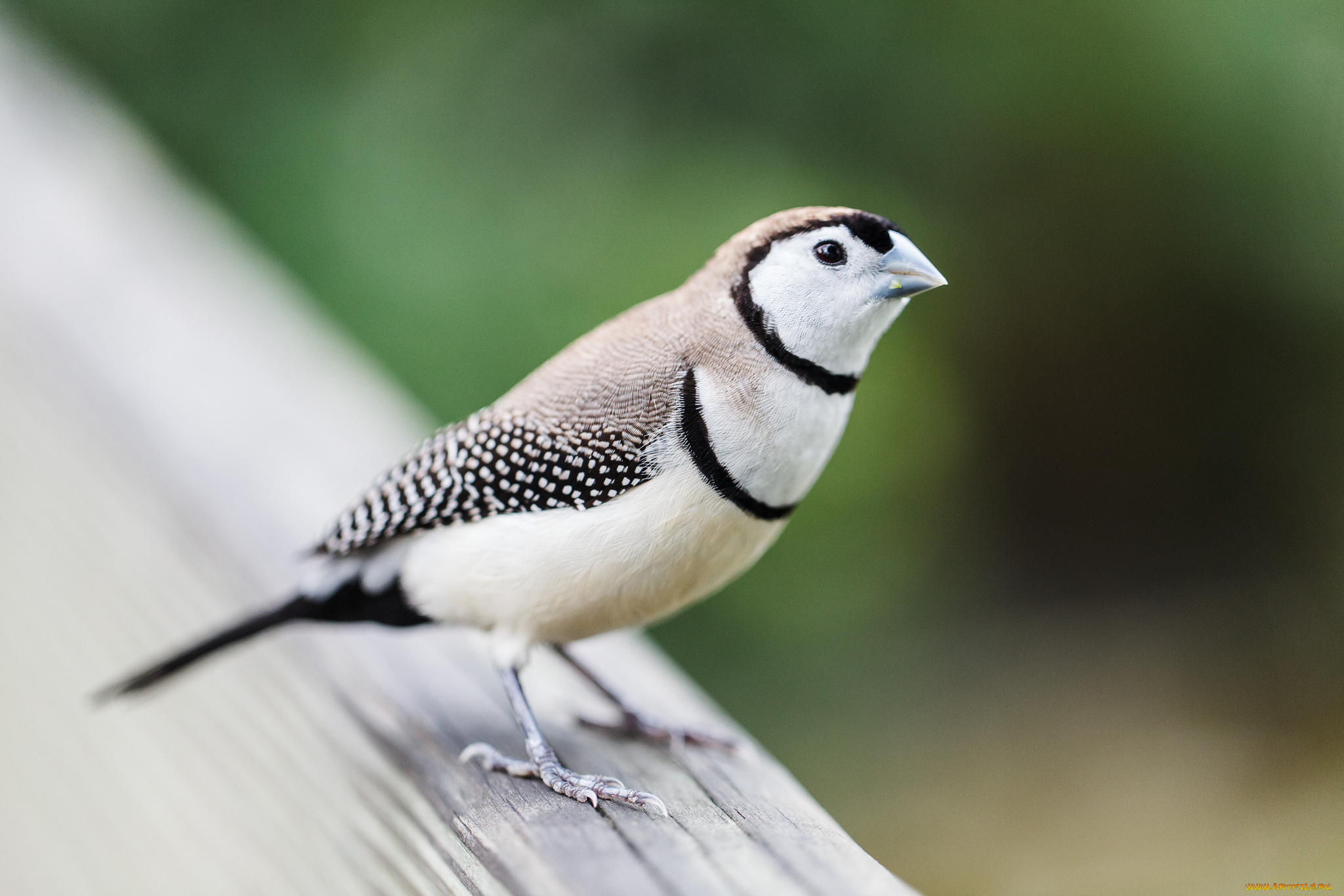 животные, птицы, птица, фон, взгляд