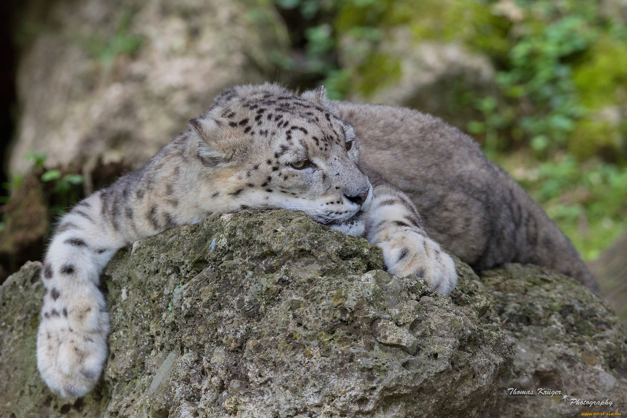 животные, снежный, барс, , ирбис, лежит, отдых, лапы, морда, кошка, камень