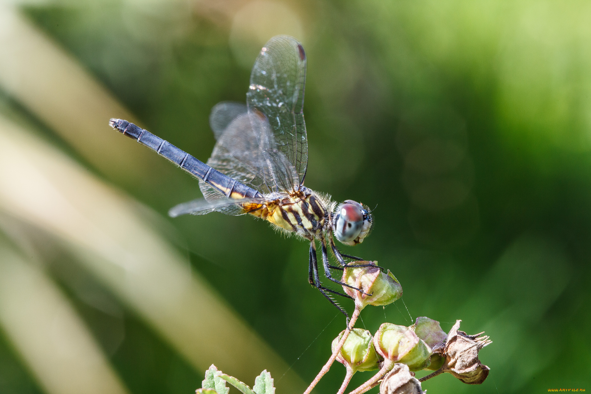 животные, стрекозы, bob, decker, макро, стрекоза, фон, крылья, насекомое