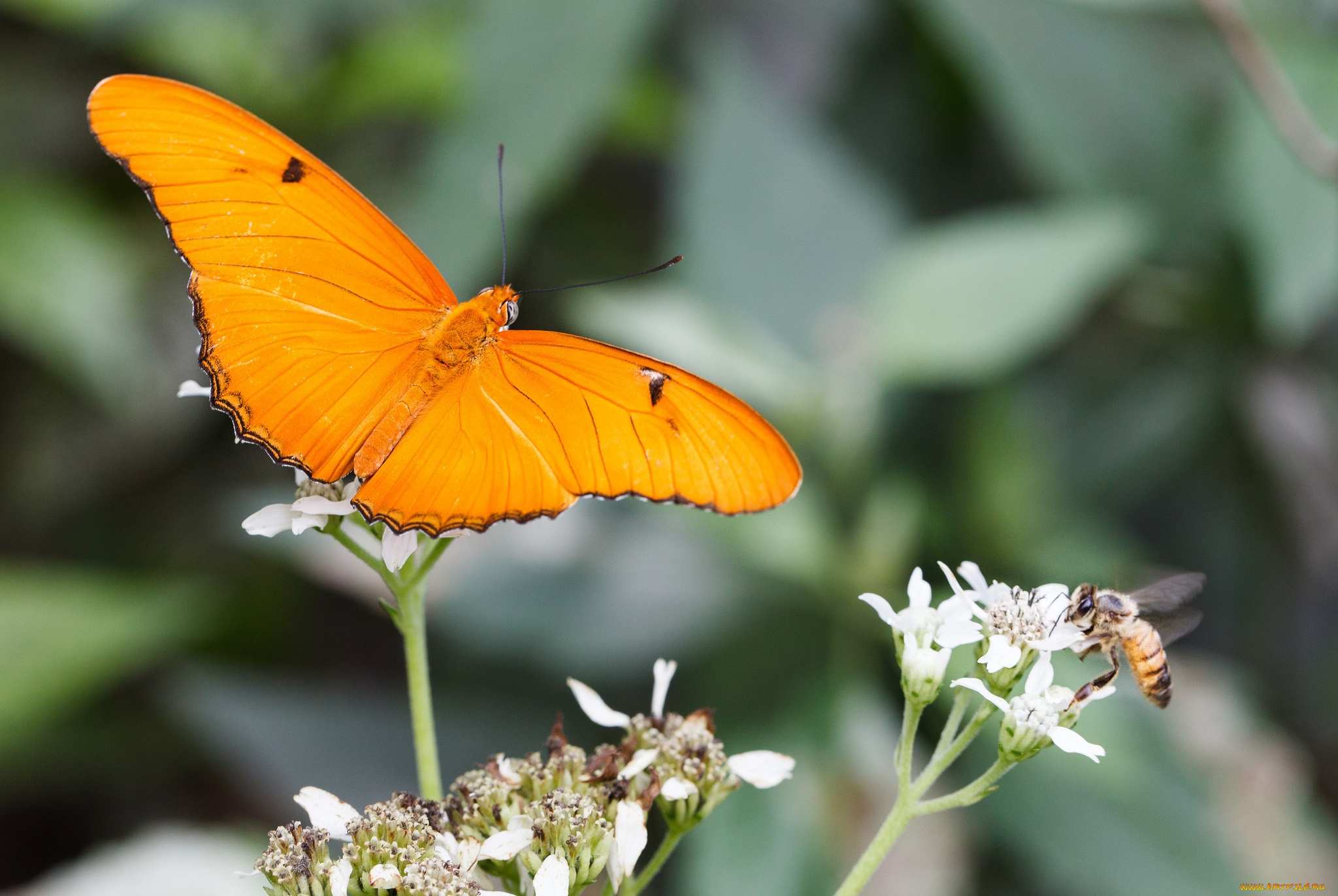 животные, разные, вместе, bob, decker, макро, бабочка, крылья, усики, насекомое, цветы, пчела