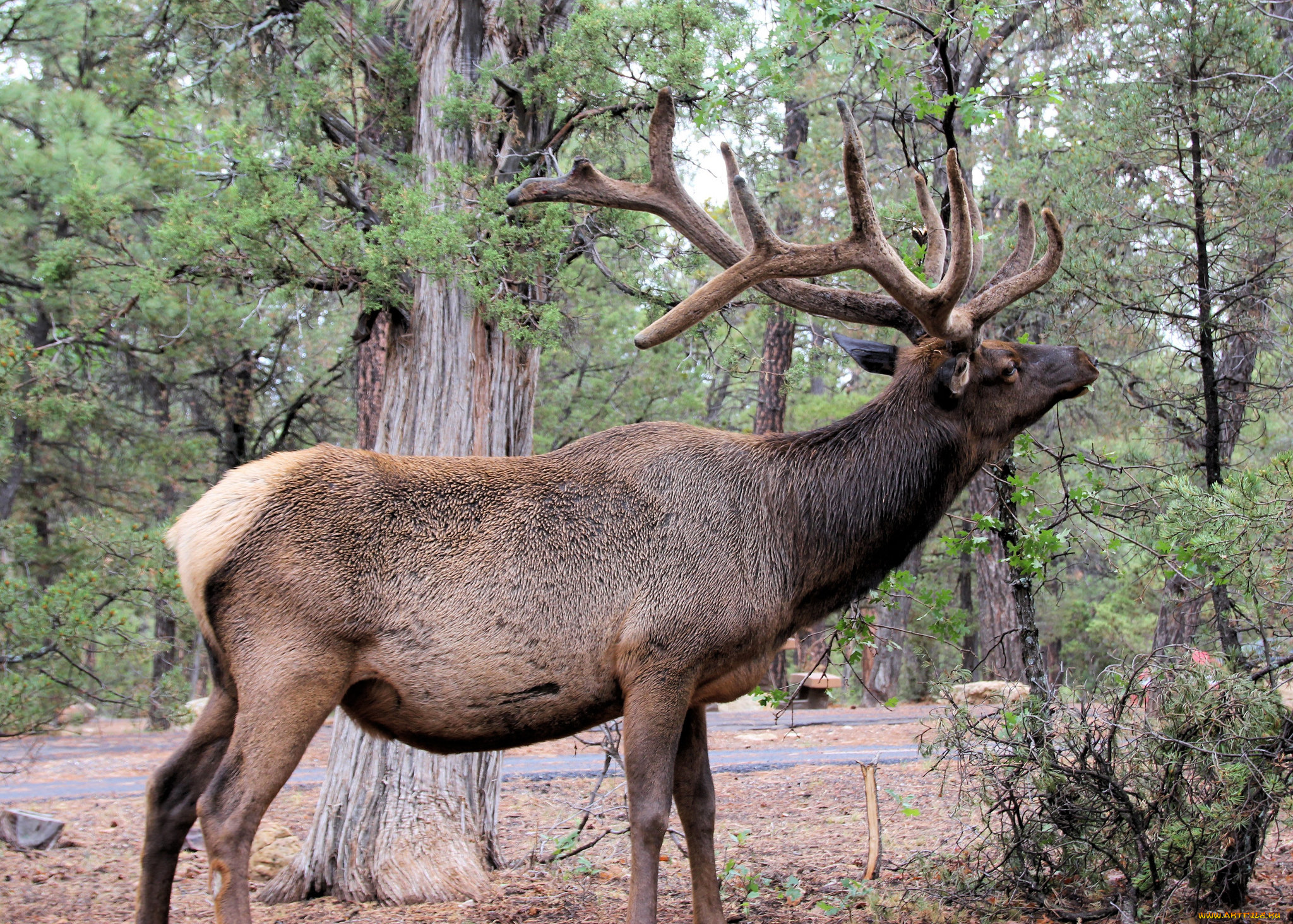 животные, олени, олень, поляна, лес, рога
