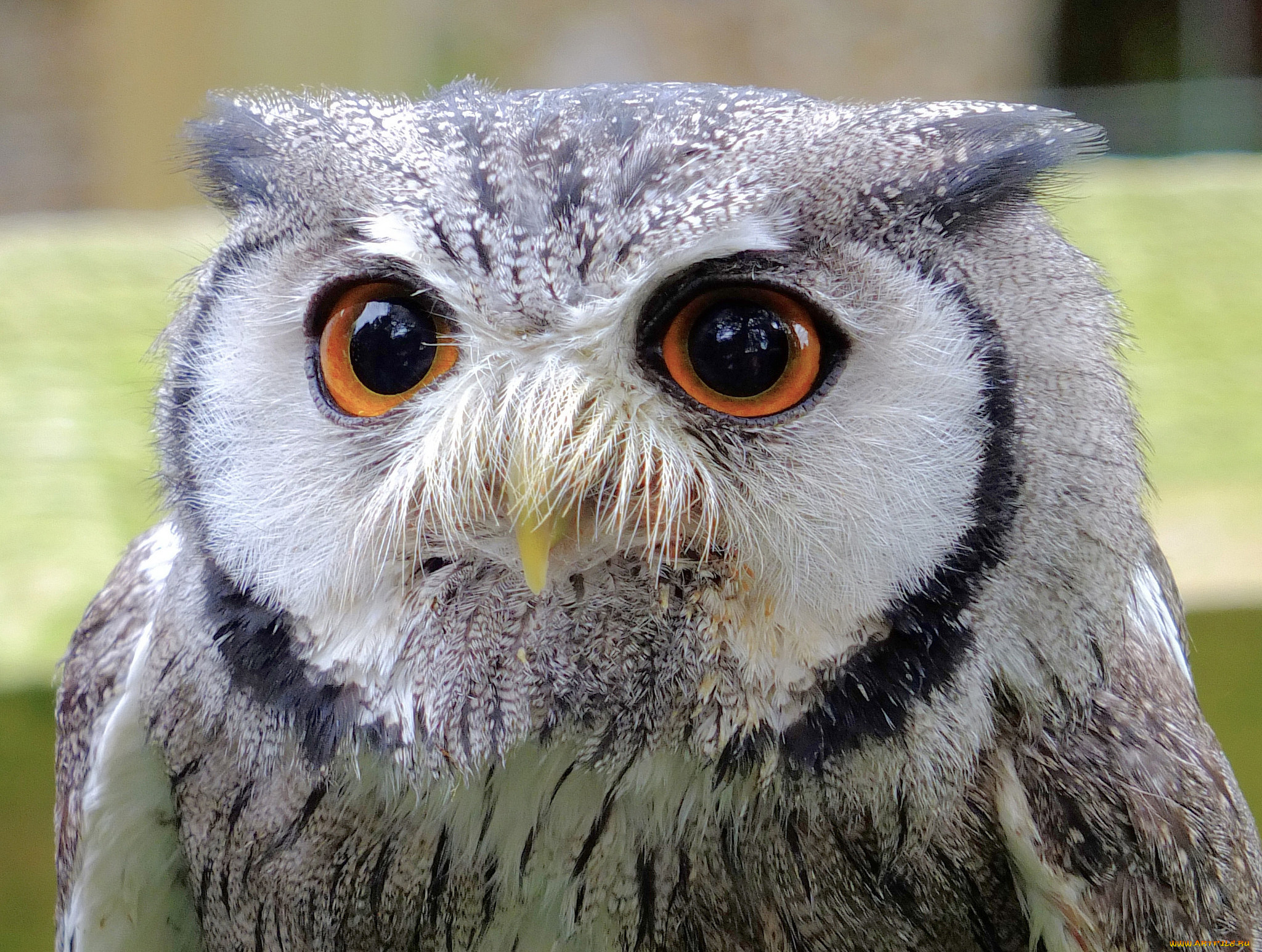 животные, совы, оперение, глаза, сова, голова