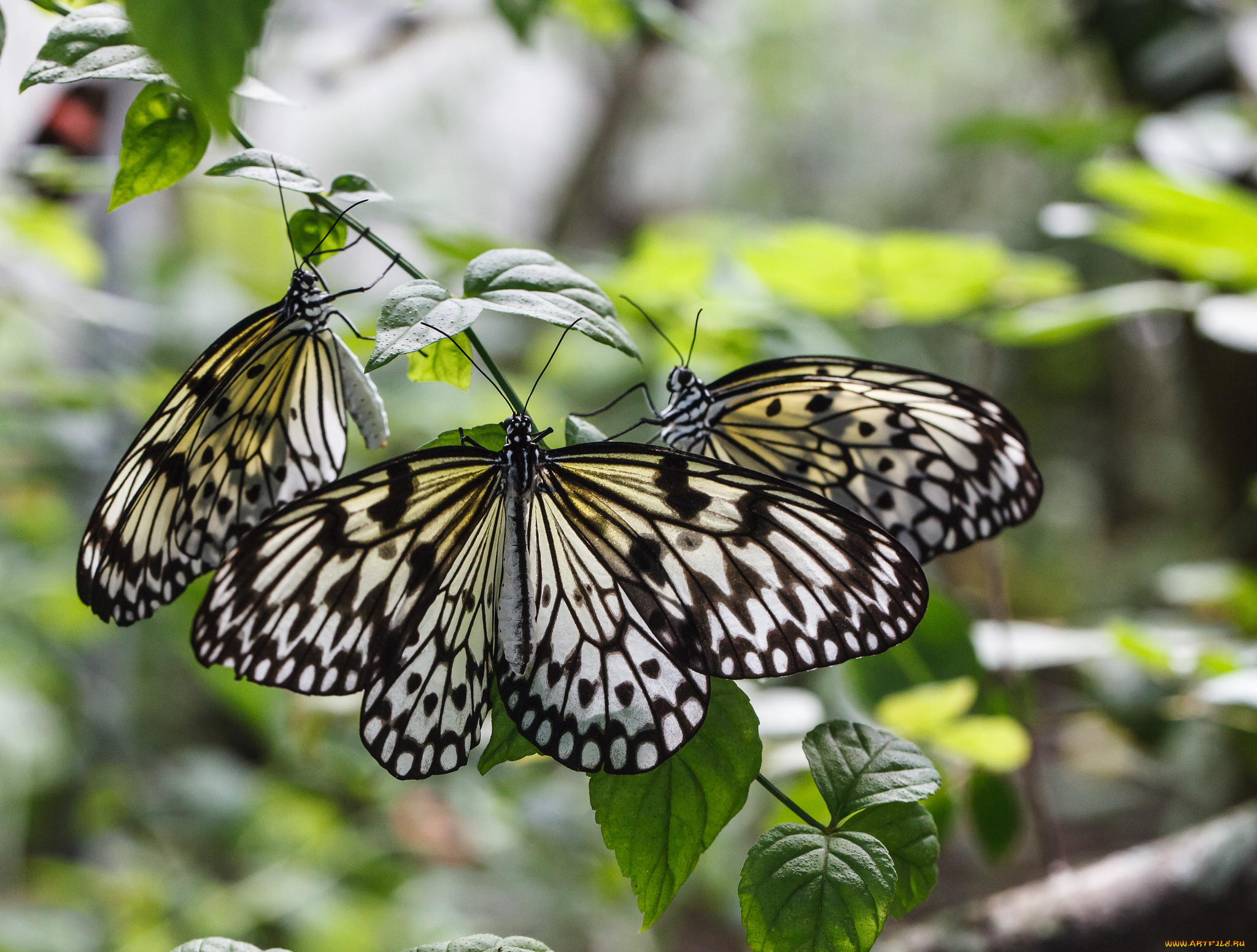 животные, бабочки, bob, decker, макро, крылья, усики, насекомые, листья