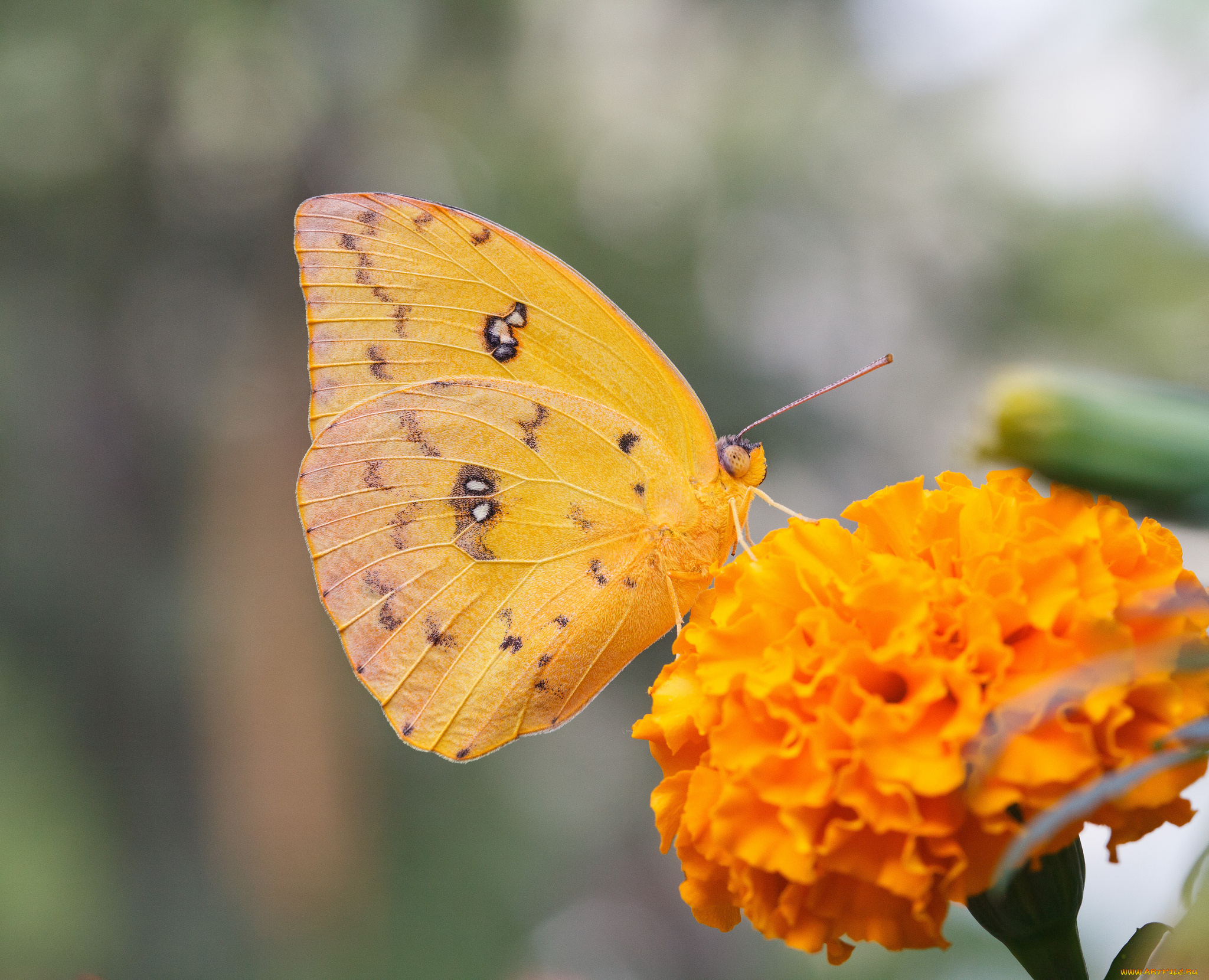 животные, бабочки, bob, decker, макро, бабочка, крылья, усики, насекомое, цветок, бархатец, пчела