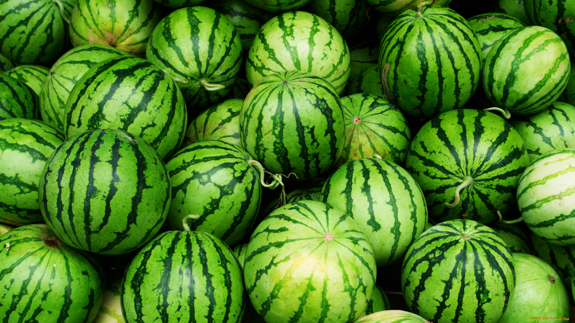 еда, арбуз, арбузы, green, fruit, watermelon