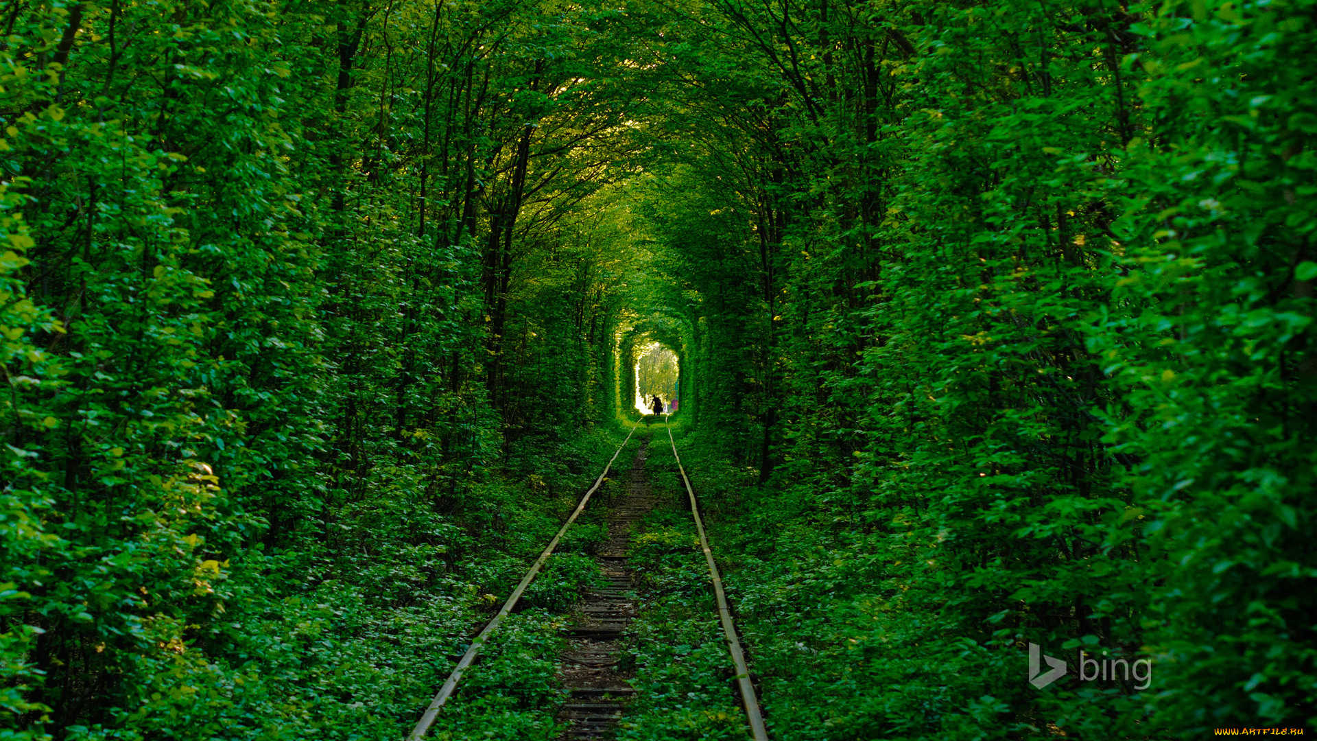 природа, дороги, деревья, лес, тоннель, любви, украина, клевань, силуэт, рельсы, дорога