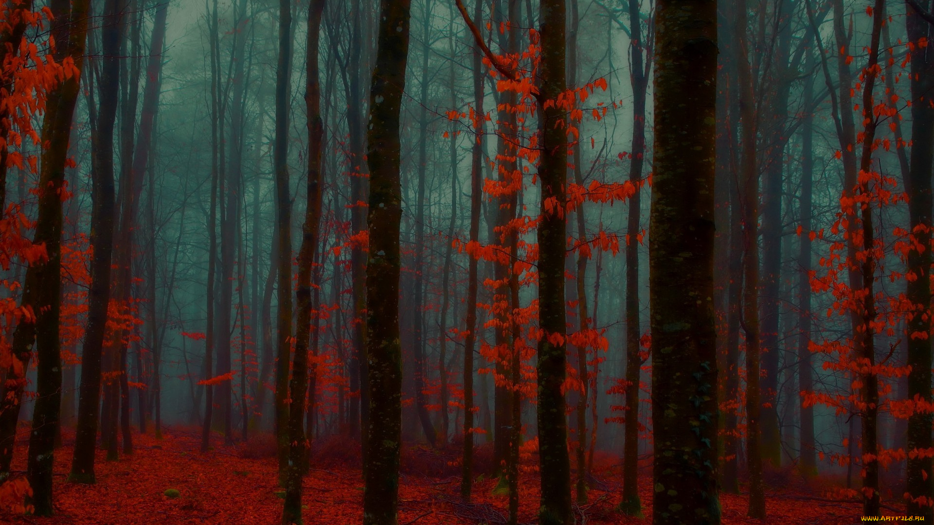 природа, лес, осень, туман