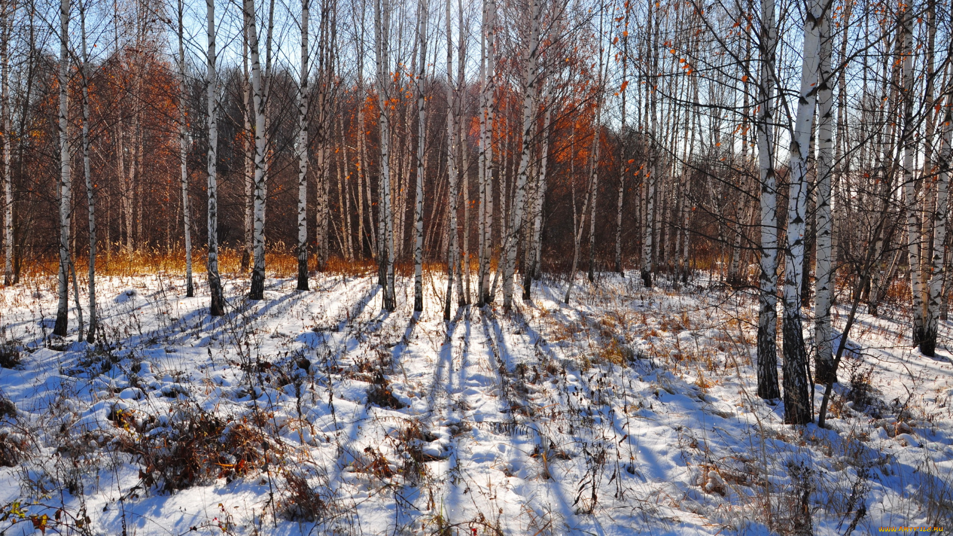 природа, лес, снег, берёзы