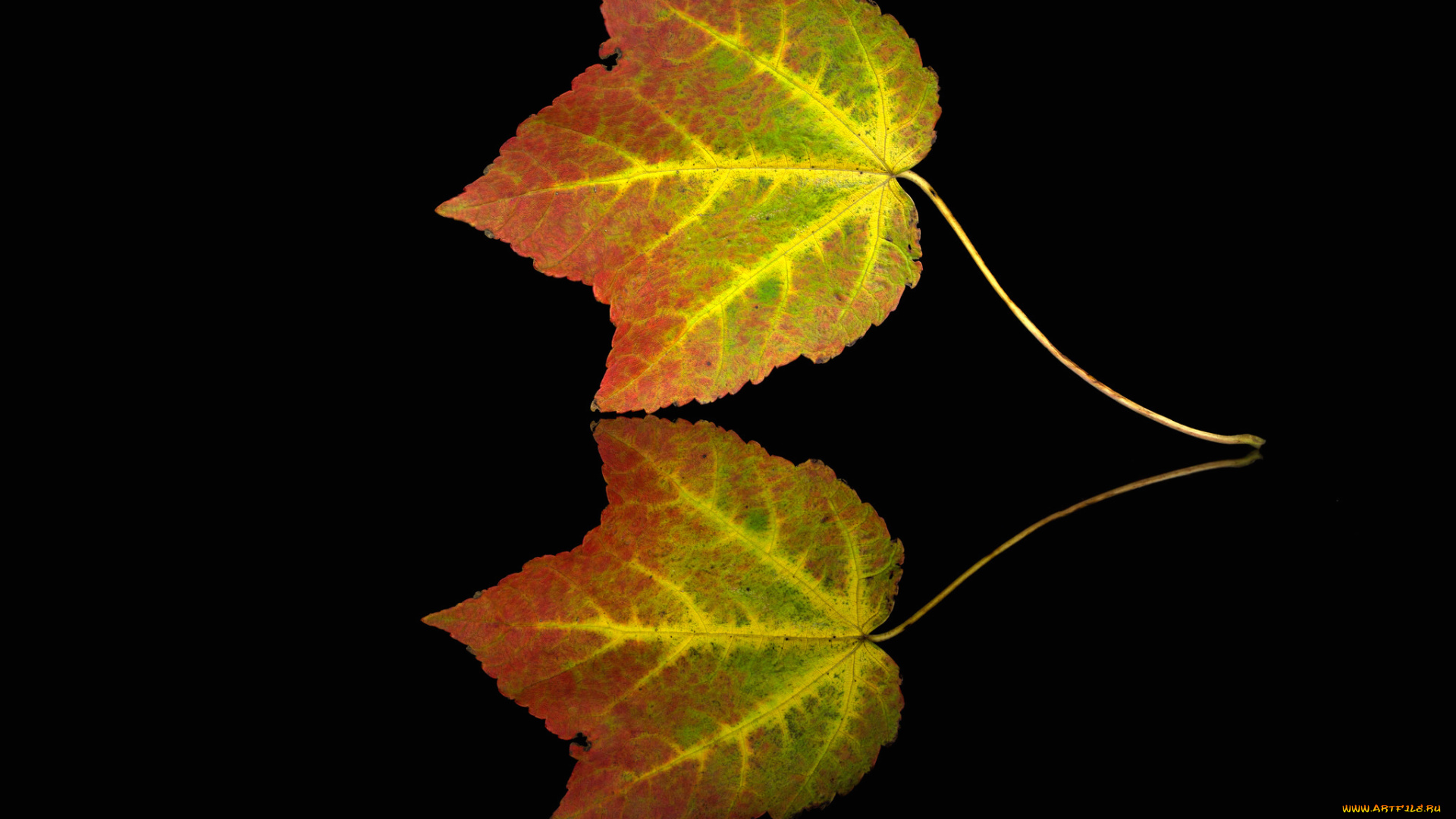 природа, листья, краски, осень, лист, отражение